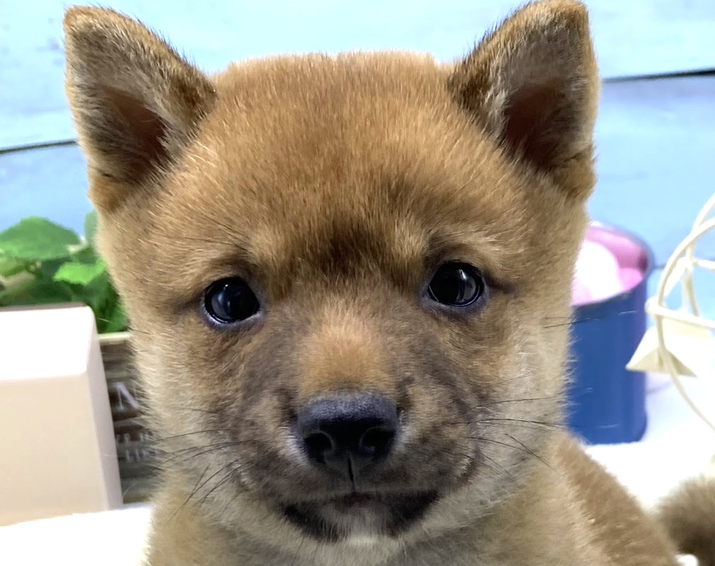 静岡県の豆柴 (ペッツワン藤枝店/2026年4月5日生まれ/男の子/その他色)の子犬の2枚目の画像