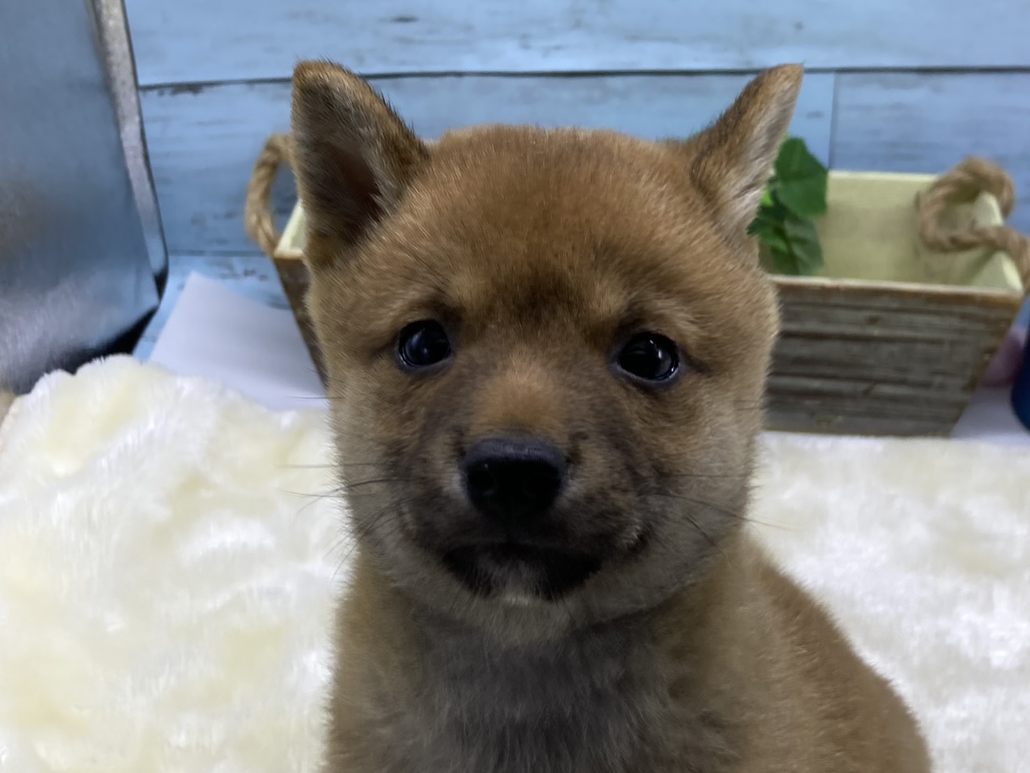 静岡県の豆柴 (ペッツワン藤枝店/2026年4月5日生まれ/男の子/その他色)の子犬の1枚目の画像