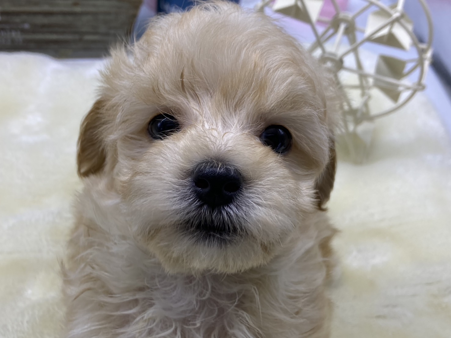静岡県のハーフ犬・ミックス犬 (ペッツワン藤枝店/2026年4月5日生まれ/男の子/クリーム)の子犬