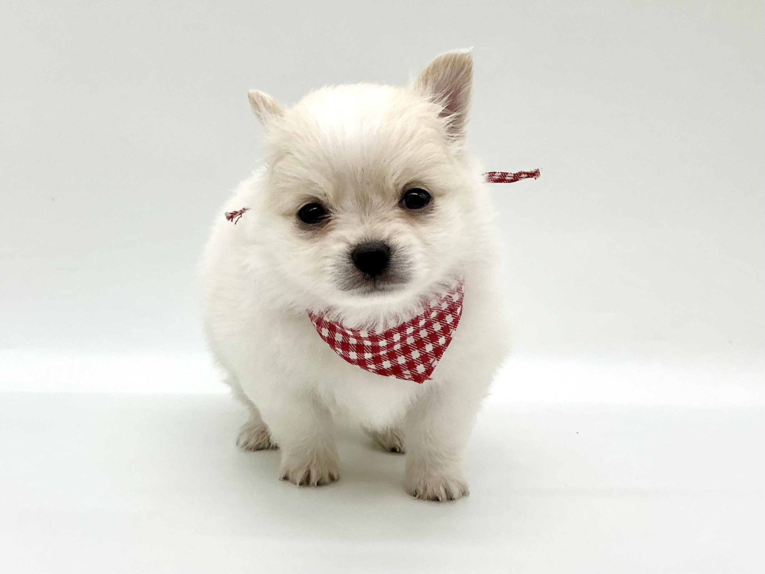 埼玉県のハーフ犬・ミックス犬 (ペッツワン鶴ヶ島店/2026年3月30日生まれ/男の子/ホワイトクリーム)の子犬の1枚目の画像