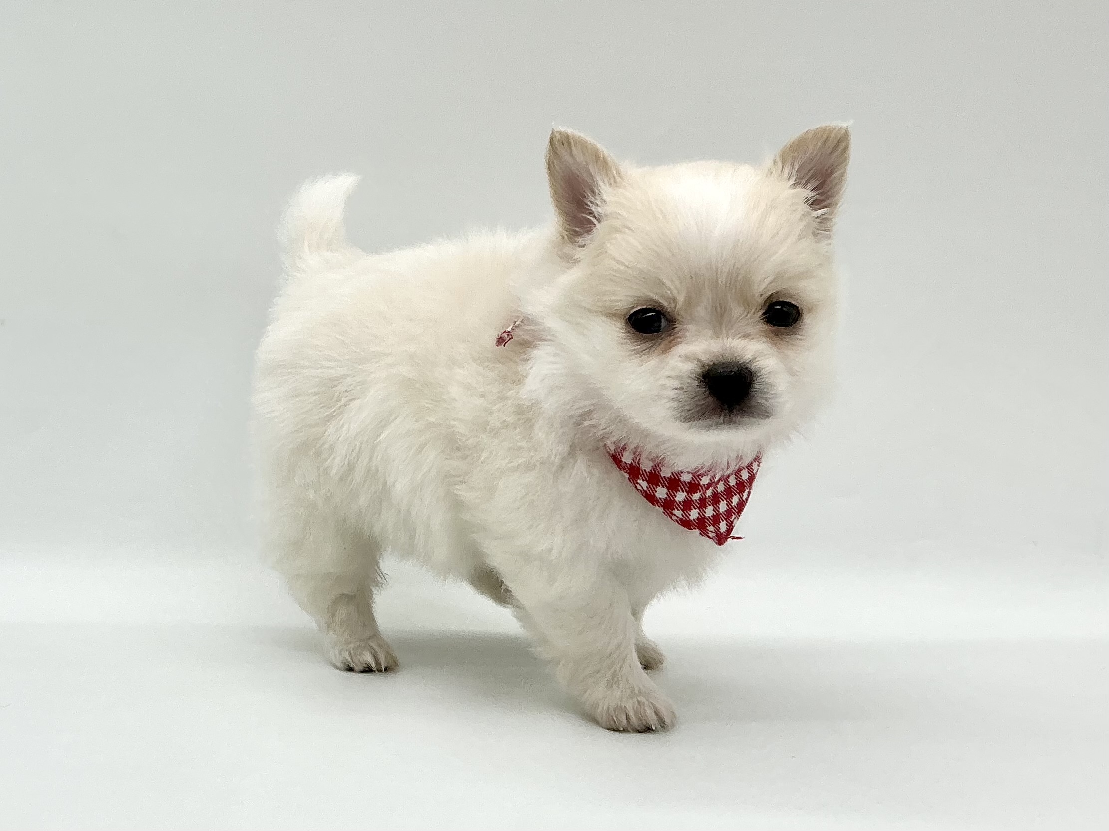埼玉県のハーフ犬・ミックス犬 (ペッツワン鶴ヶ島店/2026年3月30日生まれ/男の子/ホワイトクリーム)の子犬の2枚目の画像