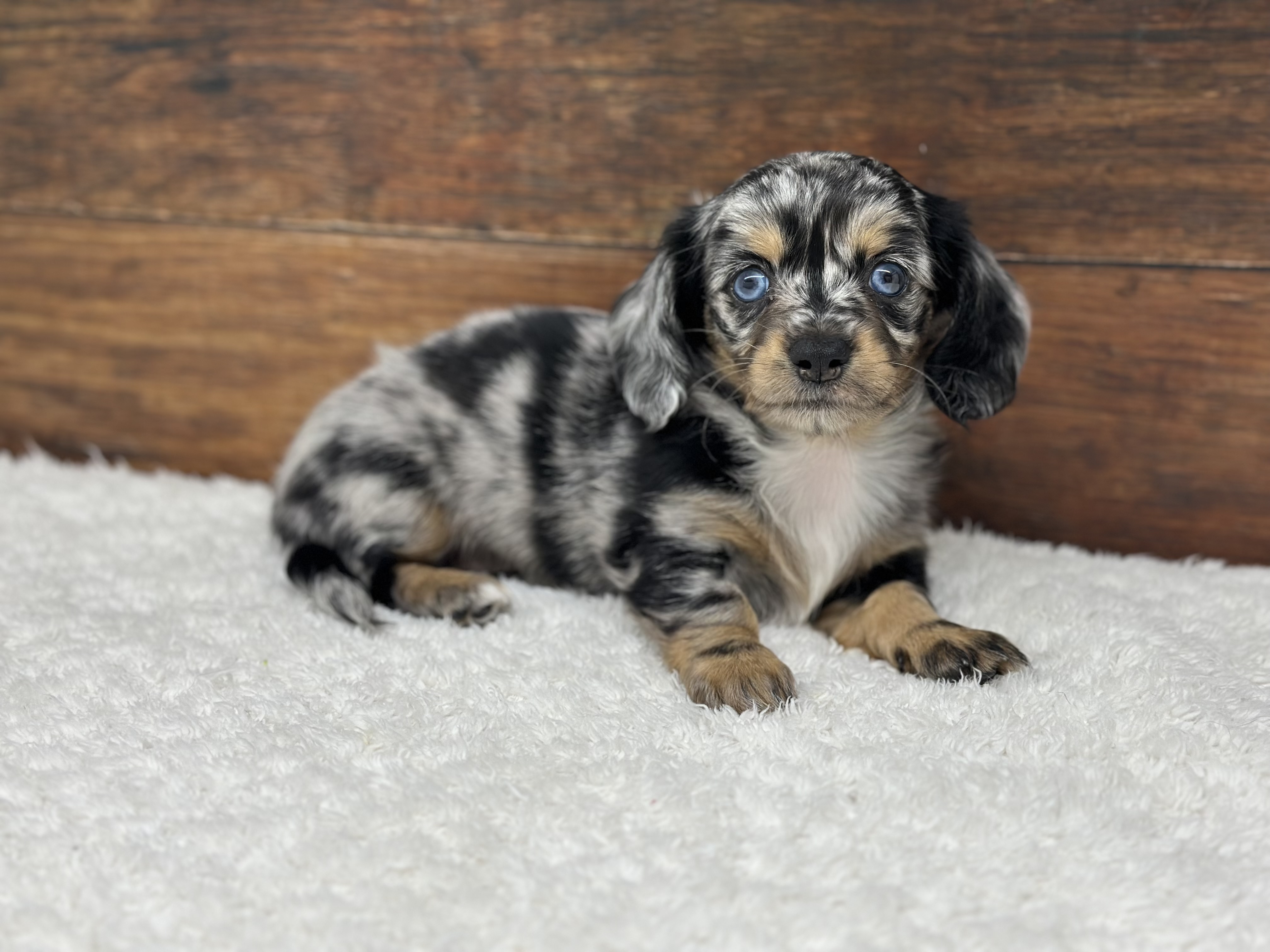 愛知県のハーフ犬・ミックス犬 (ペッツワン名古屋大高インター店/2026年4月1日生まれ/男の子/シルバーダップル)の子犬の1枚目の画像