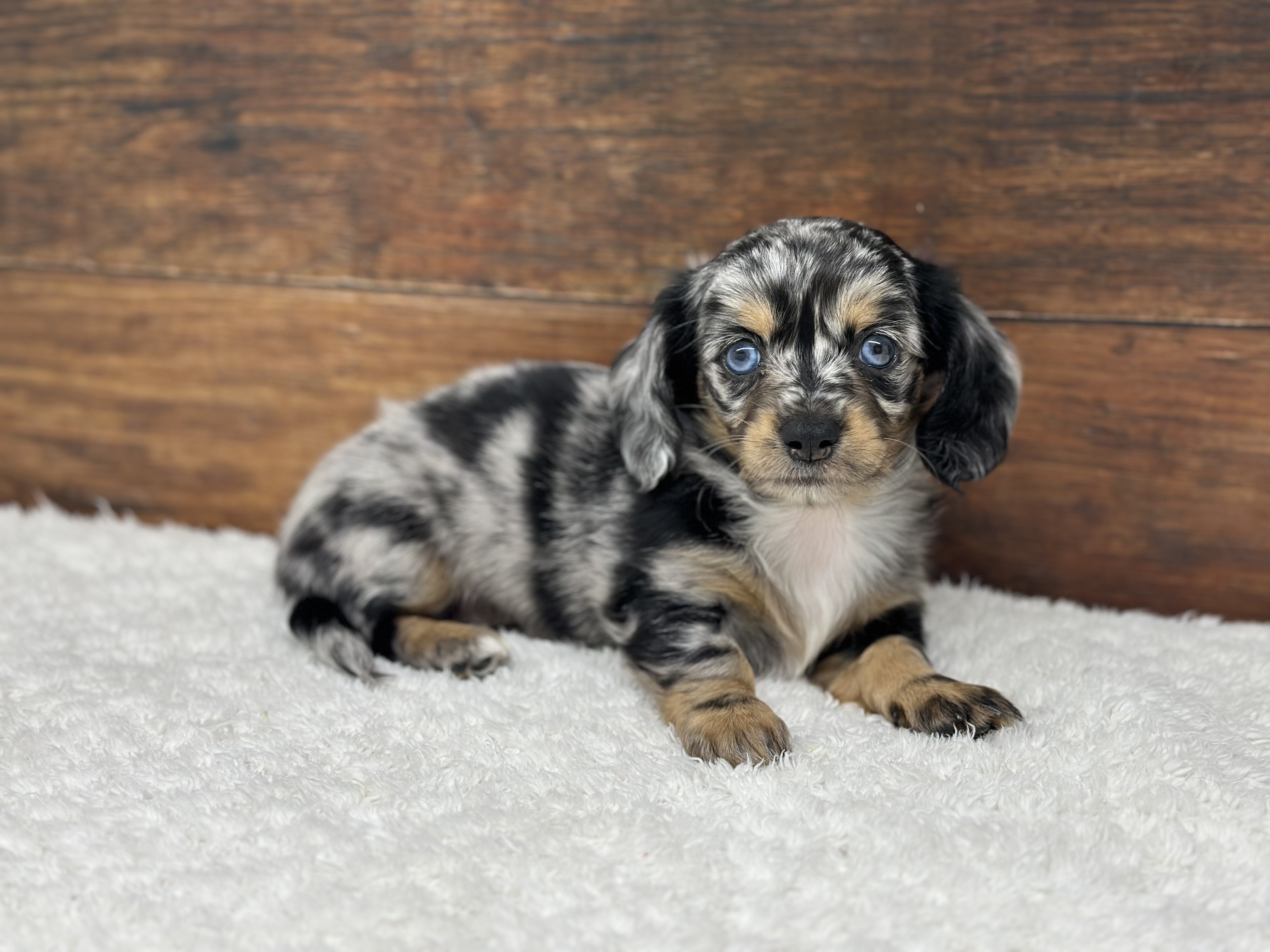 愛知県のハーフ犬・ミックス犬 (ペッツワン名古屋大高インター店/2026年4月1日生まれ/男の子/シルバーダップル)の子犬の2枚目の画像
