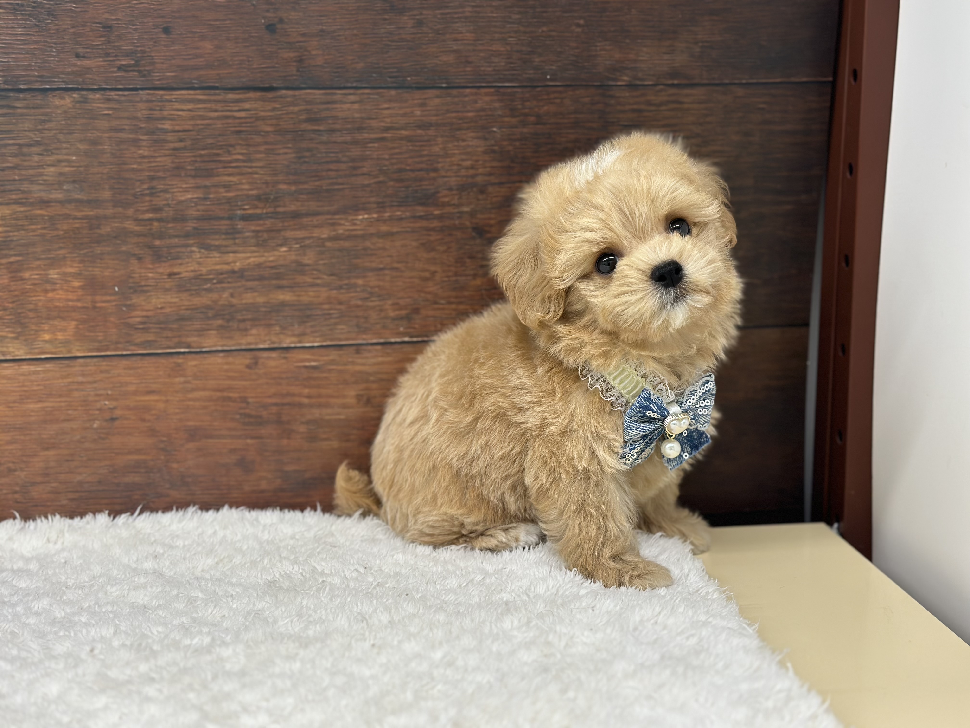 愛知県のハーフ犬・ミックス犬 (ペッツワン名古屋大高インター店/2026年4月8日生まれ/男の子/クリーム)の子犬の2枚目の画像