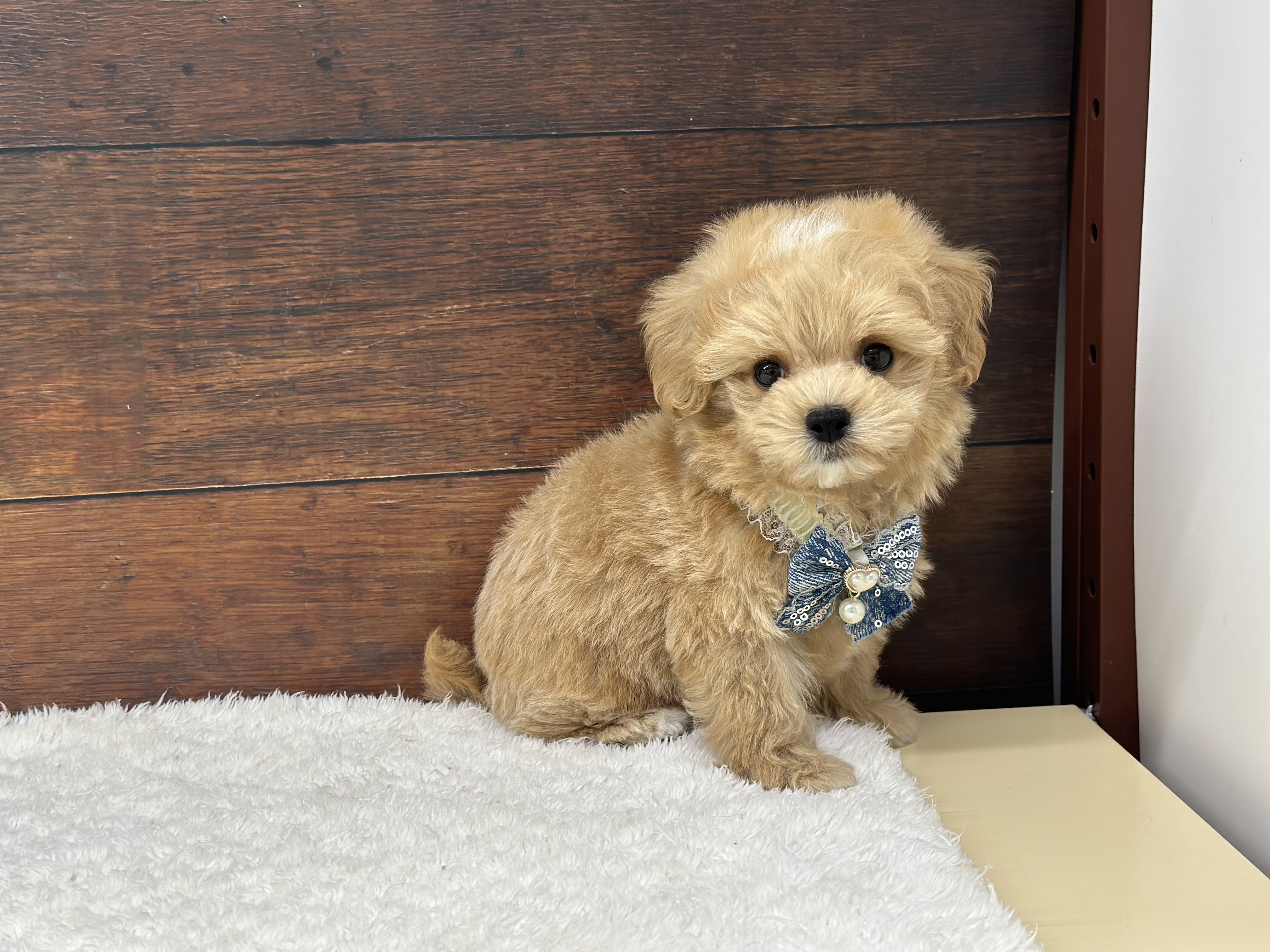愛知県のハーフ犬・ミックス犬 (ペッツワン名古屋大高インター店/2026年4月8日生まれ/男の子/クリーム)の子犬の3枚目の画像