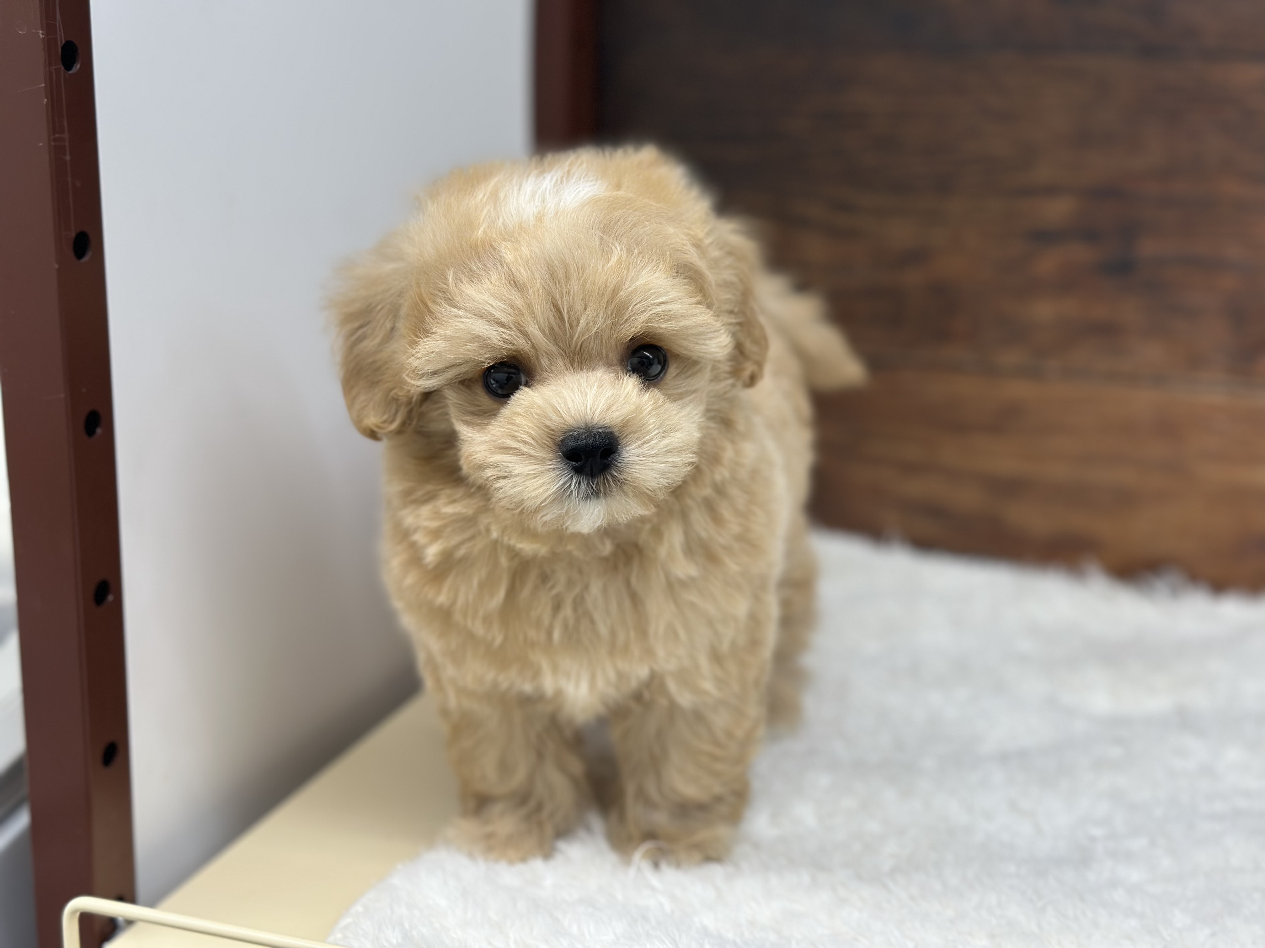 愛知県のハーフ犬・ミックス犬 (ペッツワン名古屋大高インター店/2026年4月8日生まれ/男の子/クリーム)の子犬の1枚目の画像