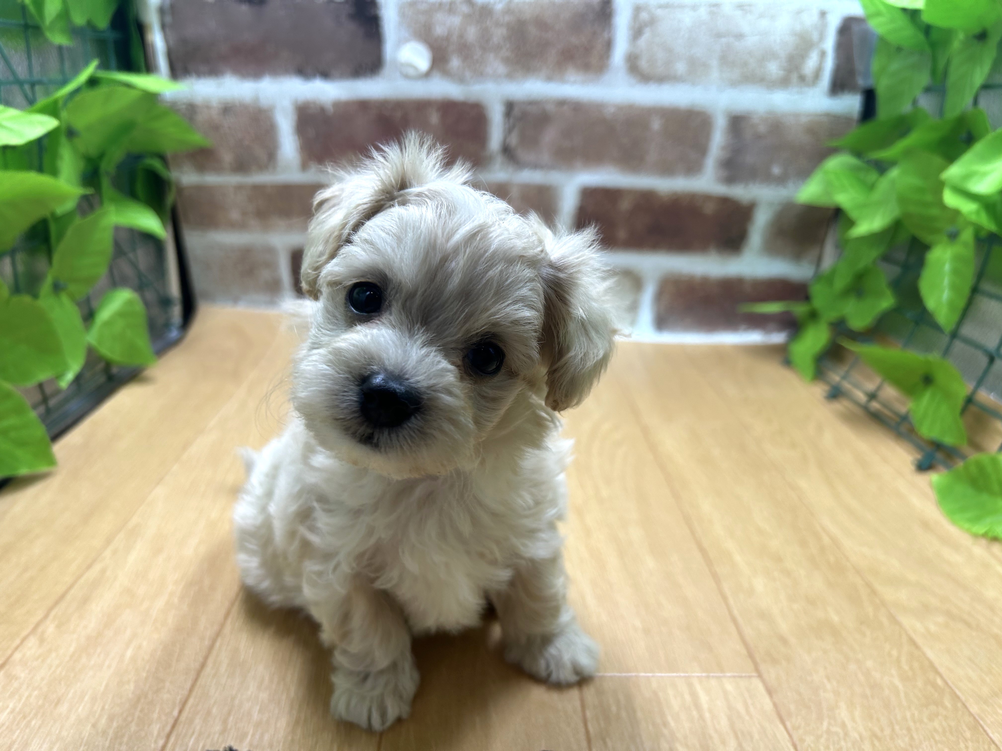福島県のハーフ犬・ミックス犬 (ペッツワン白河モール店/2026年4月10日生まれ/女の子/アプリコット)の子犬