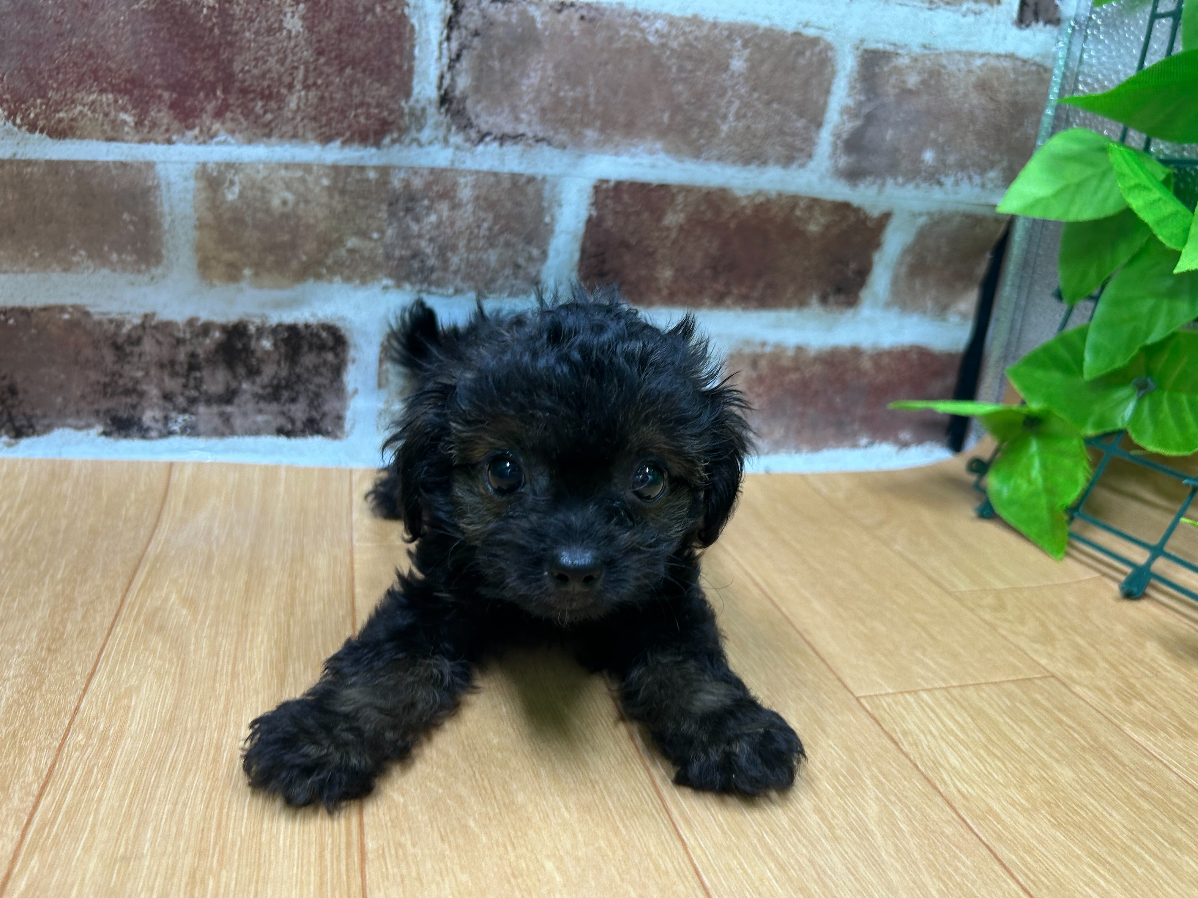 福島県のハーフ犬・ミックス犬 (ペッツワン白河モール店/2026年4月11日生まれ/男の子/その他色)の子犬