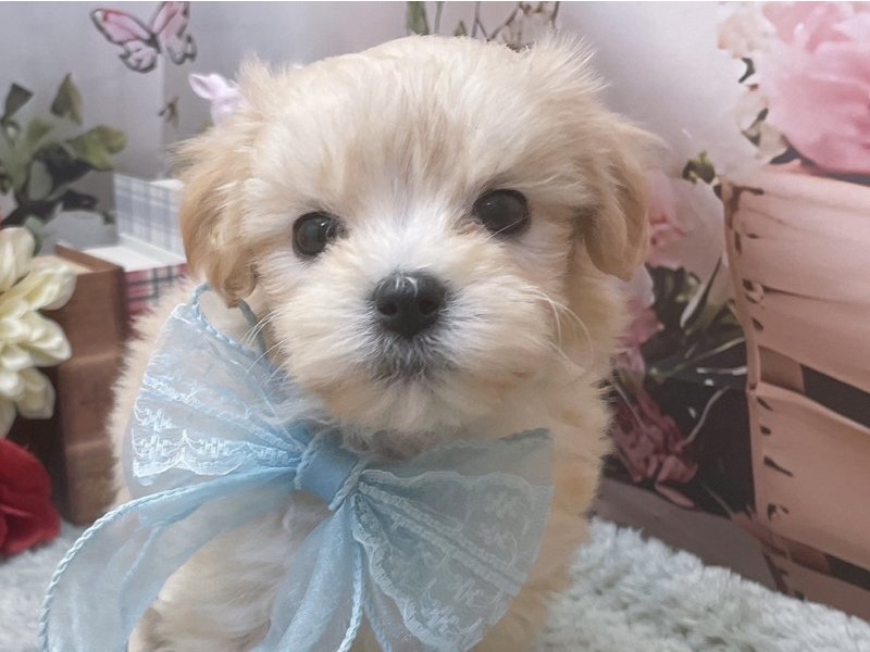 愛知県のハーフ犬・ミックス犬 (ペッツワン豊田四郷店/2026年2月13日生まれ/女の子/クリーム)の子犬の1枚目の画像