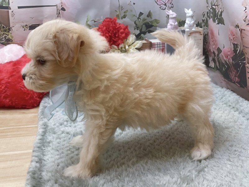 愛知県のハーフ犬・ミックス犬 (ペッツワン豊田四郷店/2026年2月13日生まれ/女の子/クリーム)の子犬の3枚目の画像