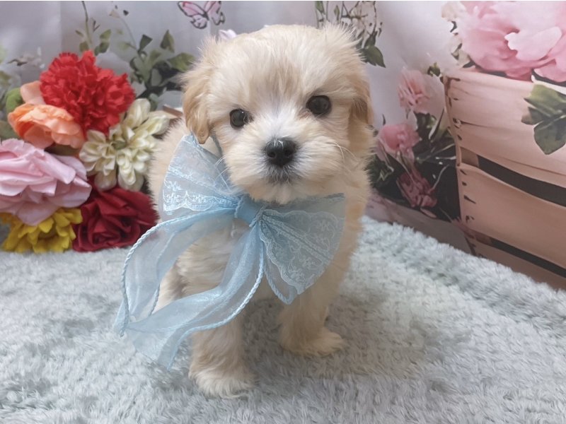 愛知県のハーフ犬・ミックス犬 (ペッツワン豊田四郷店/2026年2月13日生まれ/女の子/クリーム)の子犬の2枚目の画像