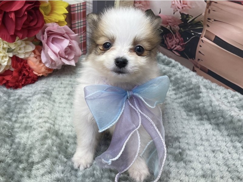 愛知県のハーフ犬・ミックス犬 (ペッツワン豊田四郷店/2026年2月24日生まれ/男の子/ホワイトブラウン)の子犬の2枚目の画像