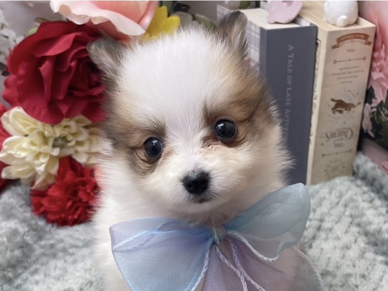愛知県のハーフ犬・ミックス犬 (ペッツワン豊田四郷店/2026年2月24日生まれ/男の子/ホワイトブラウン)の子犬の1枚目の画像