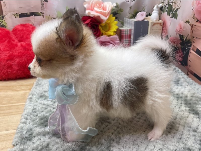 愛知県のハーフ犬・ミックス犬 (ペッツワン豊田四郷店/2026年2月24日生まれ/男の子/ホワイトブラウン)の子犬の3枚目の画像