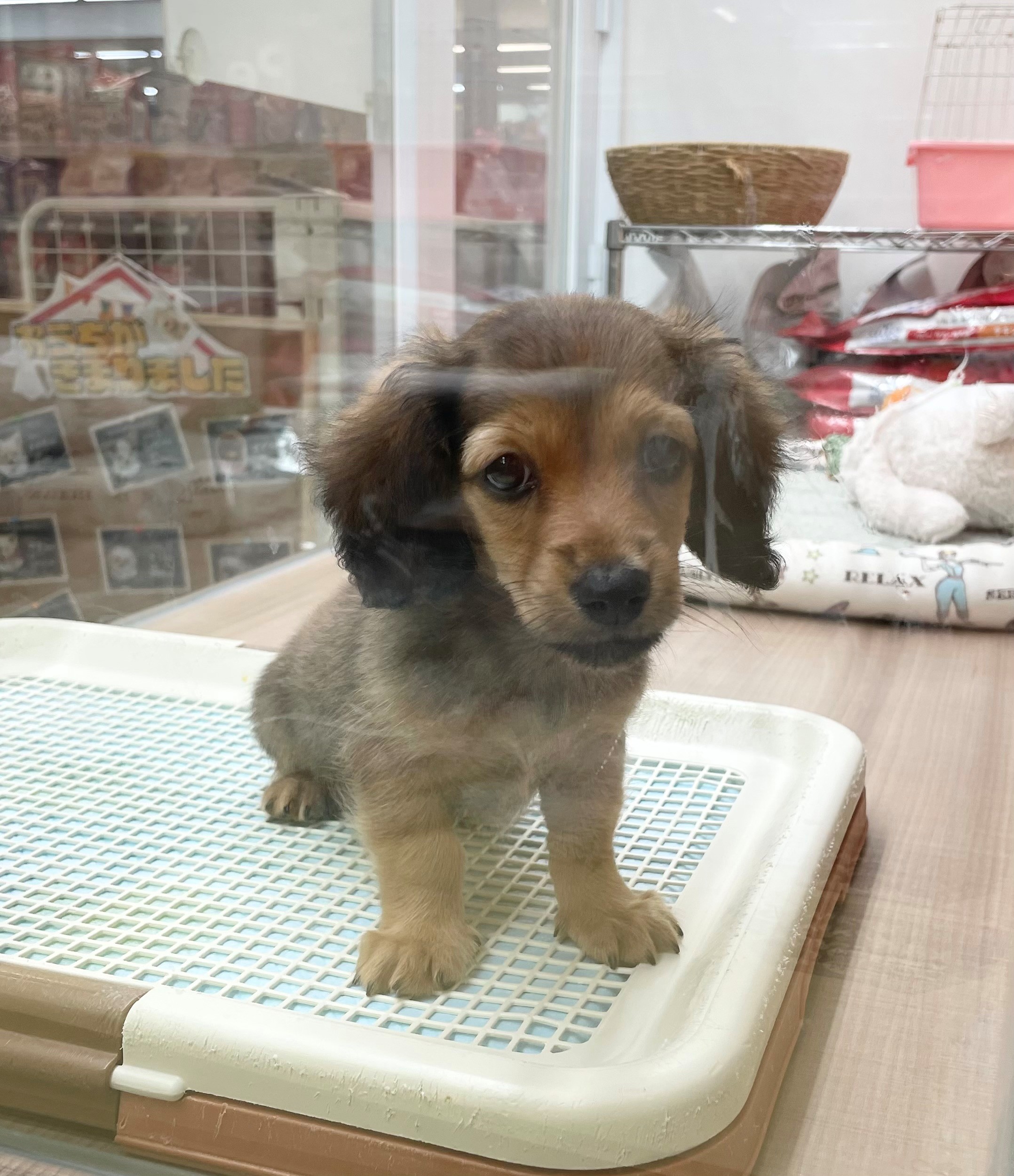 岐阜県のミニチュアダックスフンド(ロング) (ペッツワン可児店/2026年3月21日生まれ/男の子/シェーデットレッド)の子犬の3枚目の画像