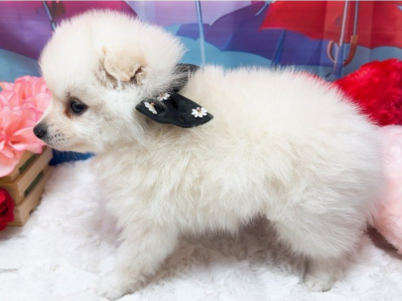 愛知県のハーフ犬・ミックス犬 (ペッツワン豊田四郷店/2026年4月5日生まれ/男の子/ホワイト)の子犬の3枚目の画像