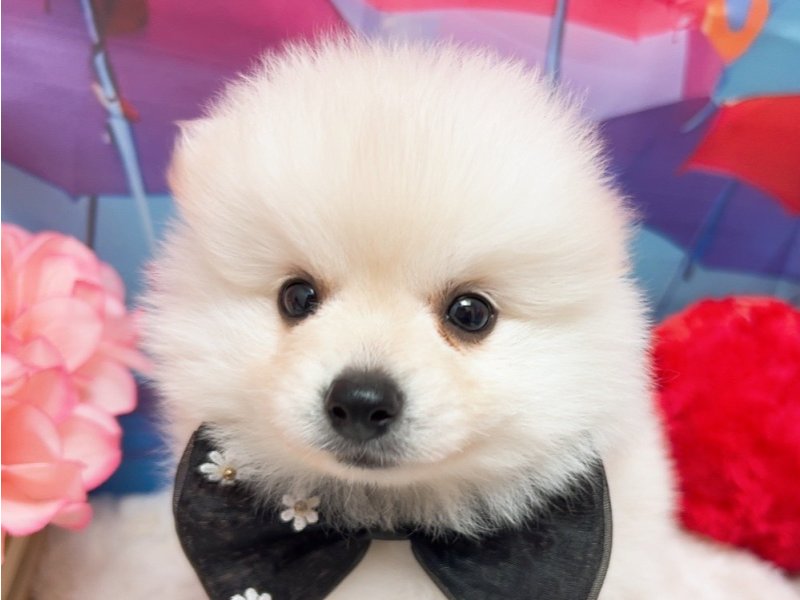 愛知県のハーフ犬・ミックス犬 (ペッツワン豊田四郷店/2026年4月5日生まれ/男の子/ホワイト)の子犬の1枚目の画像