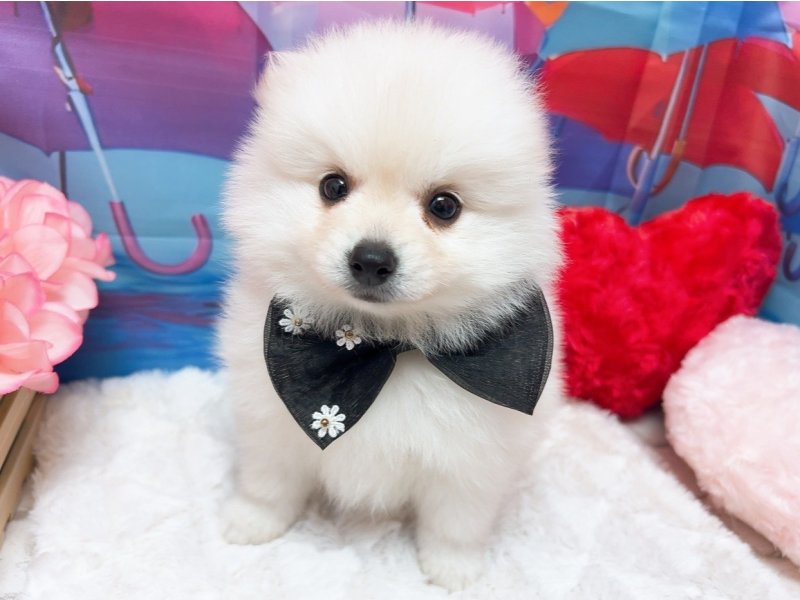 愛知県のハーフ犬・ミックス犬 (ペッツワン豊田四郷店/2026年4月5日生まれ/男の子/ホワイト)の子犬の2枚目の画像