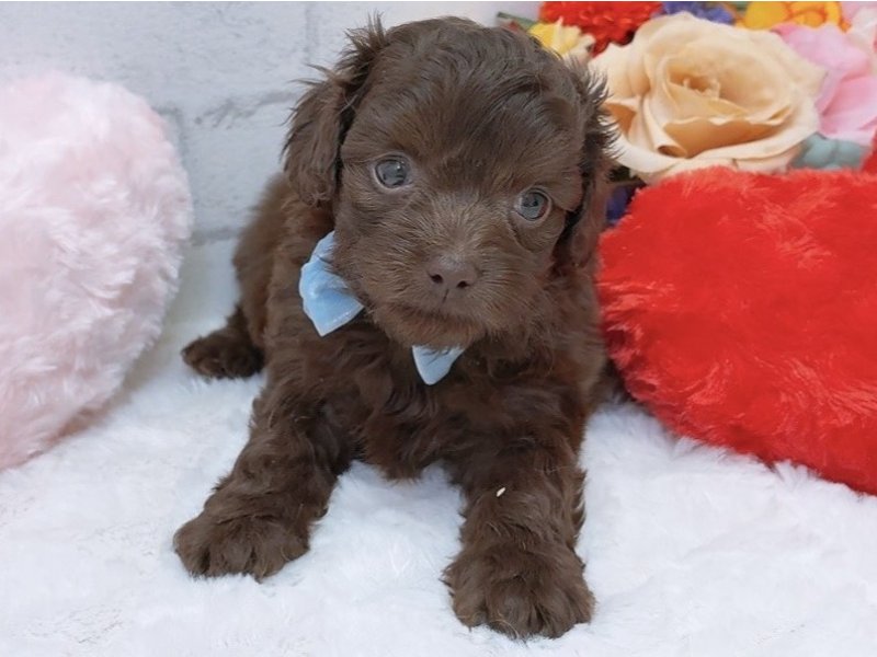 愛知県のハーフ犬・ミックス犬 (ペッツワン豊田四郷店/2026年3月28日生まれ/男の子/チョコレート)の子犬の2枚目の画像