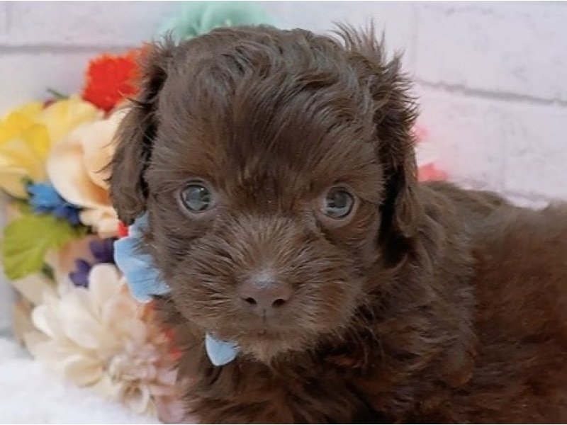 愛知県のハーフ犬・ミックス犬 (ペッツワン豊田四郷店/2026年3月28日生まれ/男の子/チョコレート)の子犬の1枚目の画像