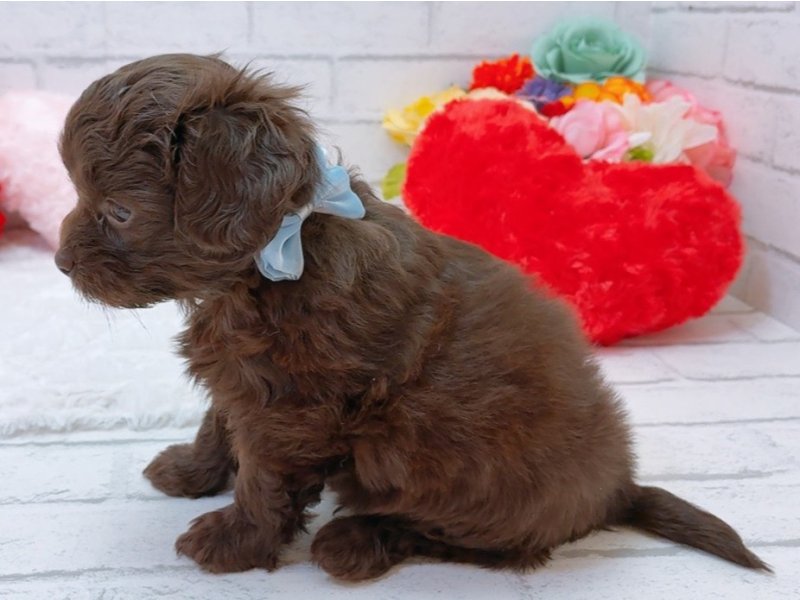 愛知県のハーフ犬・ミックス犬 (ペッツワン豊田四郷店/2026年3月28日生まれ/男の子/チョコレート)の子犬の3枚目の画像