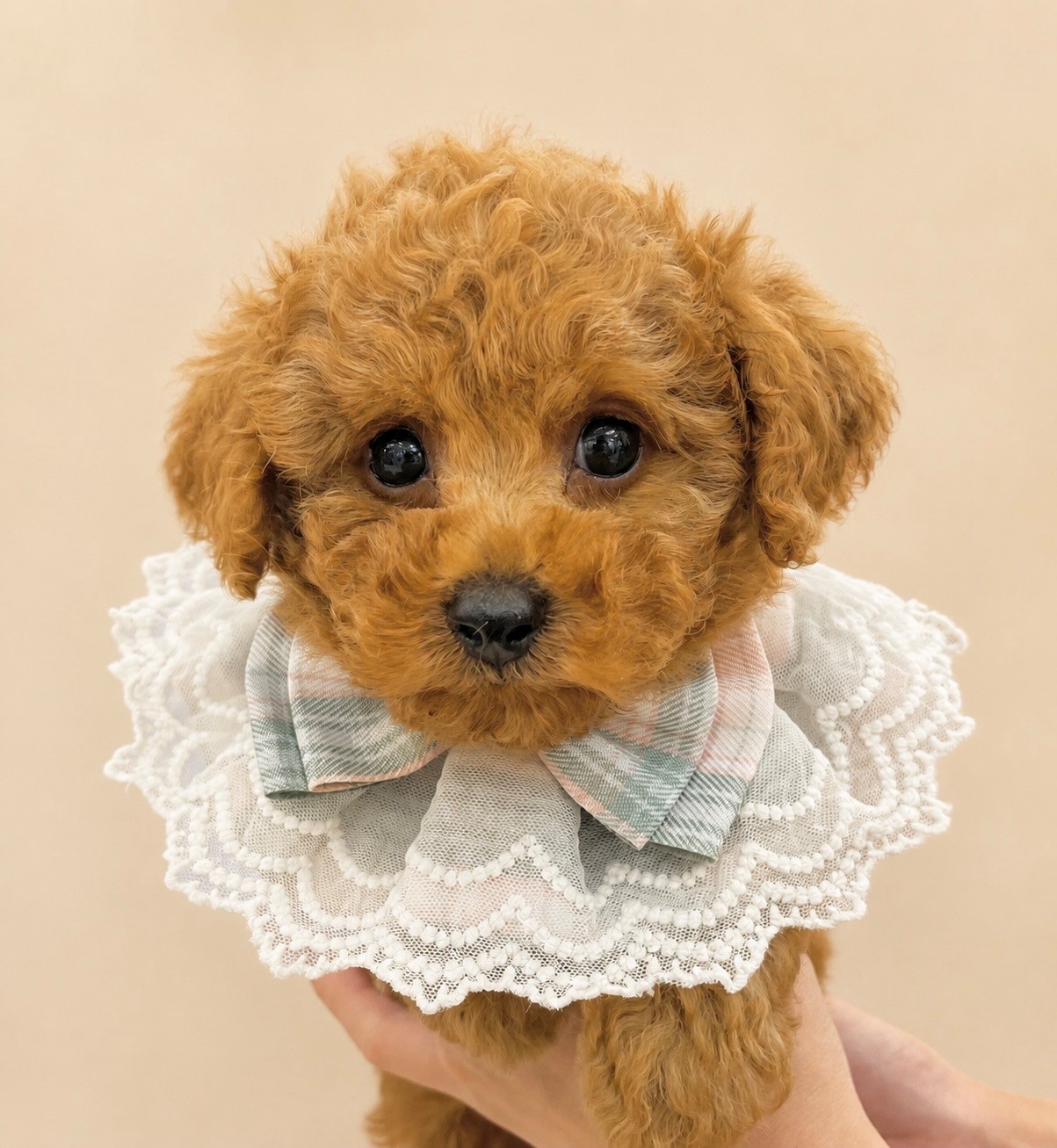岐阜県のトイプードル(トイ) (ペッツワン可児店/2026年4月5日生まれ/男の子/アプリコット)の子犬の1枚目の画像