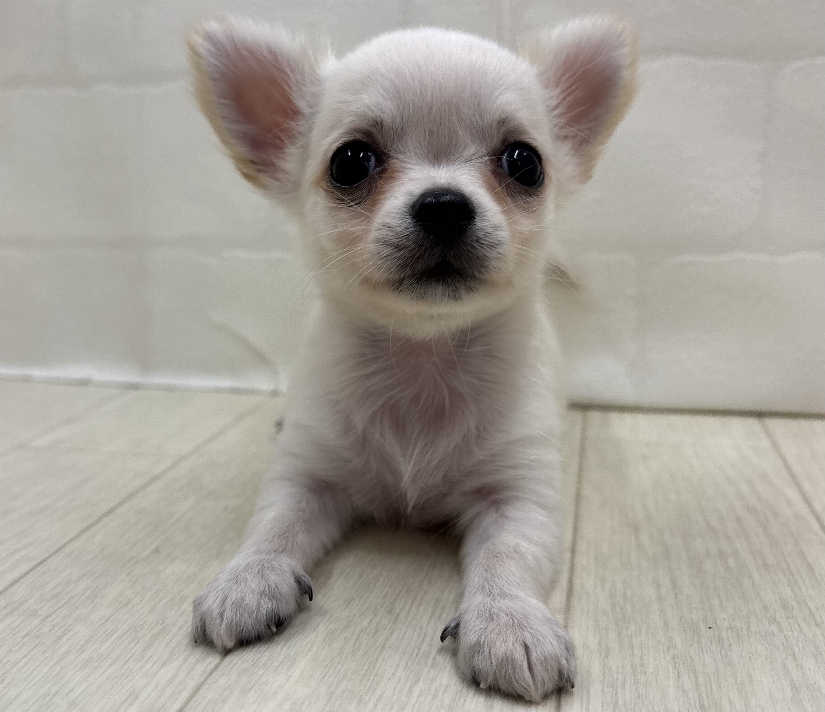 埼玉県のチワワ(ロング) (ペッツワン大利根店/2026年4月12日生まれ/女の子/クリーム)の子犬の2枚目の画像