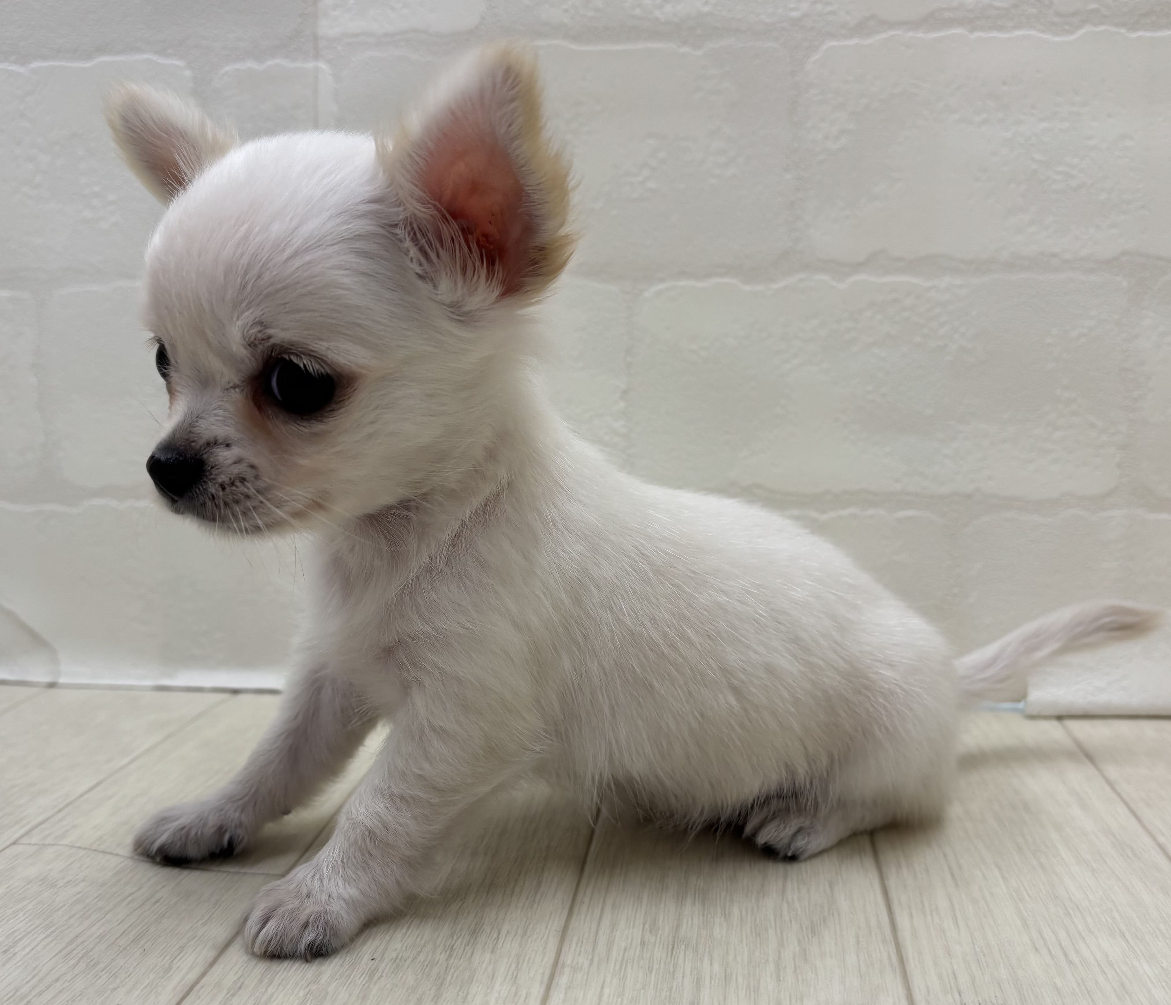埼玉県のチワワ(ロング) (ペッツワン大利根店/2026年4月12日生まれ/女の子/クリーム)の子犬の3枚目の画像