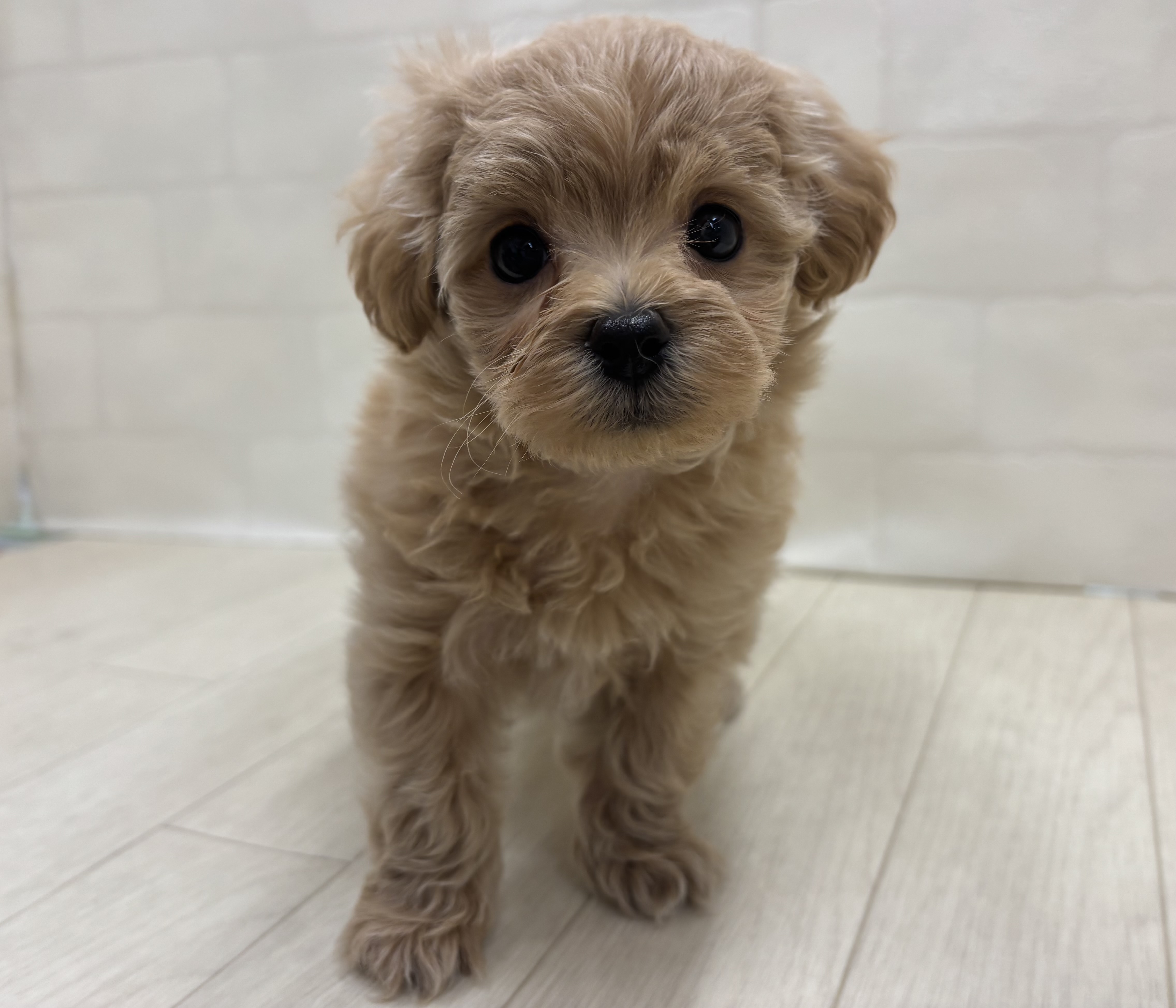 埼玉県のハーフ犬・ミックス犬 (ペッツワン大利根店/2026年4月12日生まれ/男の子/アプリコット)の子犬の1枚目の画像