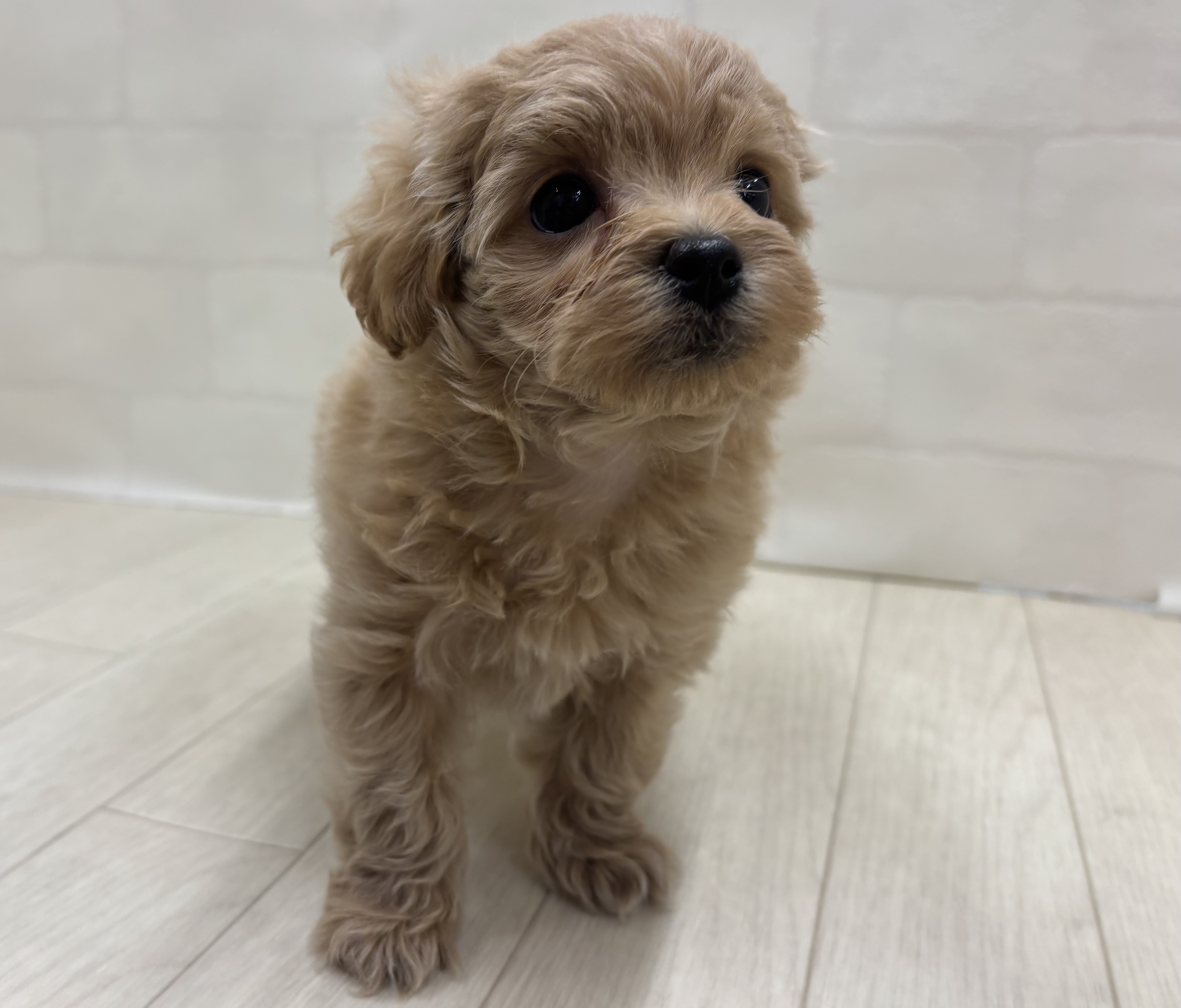 埼玉県のハーフ犬・ミックス犬 (ペッツワン大利根店/2026年4月12日生まれ/男の子/アプリコット)の子犬の2枚目の画像