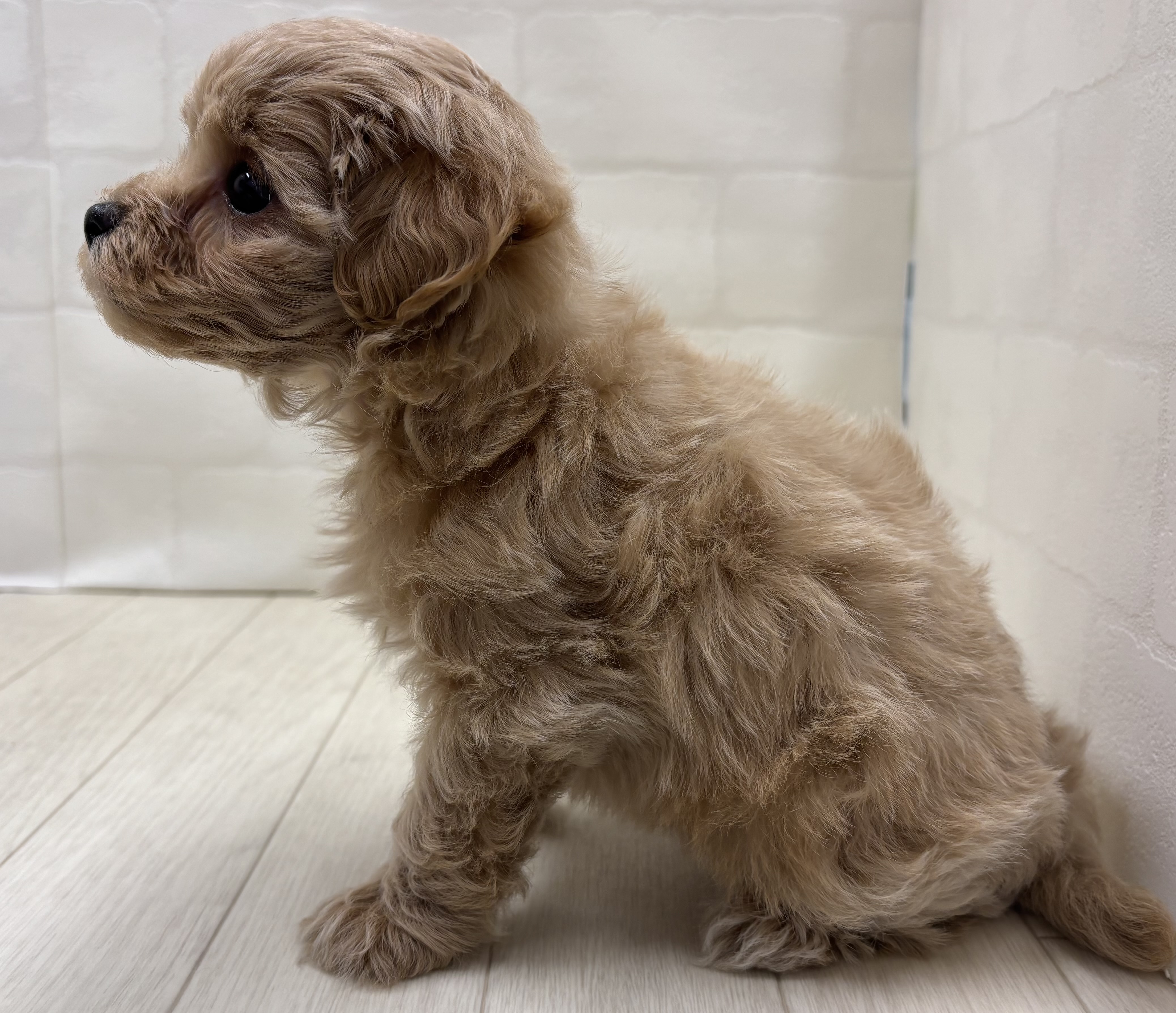埼玉県のハーフ犬・ミックス犬 (ペッツワン大利根店/2026年4月12日生まれ/男の子/アプリコット)の子犬の3枚目の画像