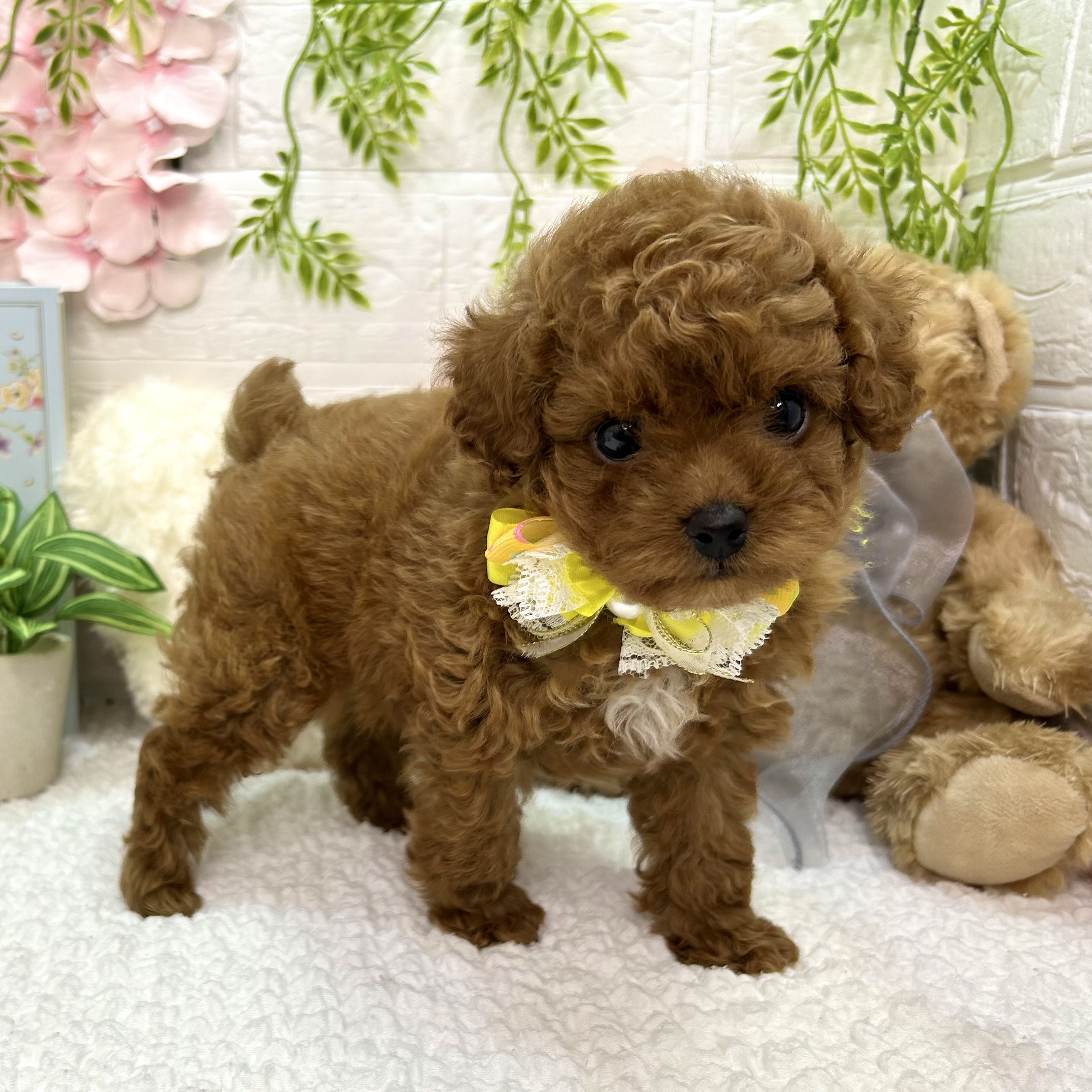 大阪府のトイプードル(トイ) (ペッツワン東大阪店/2026年4月14日生まれ/男の子/レッドフォーン)の子犬
