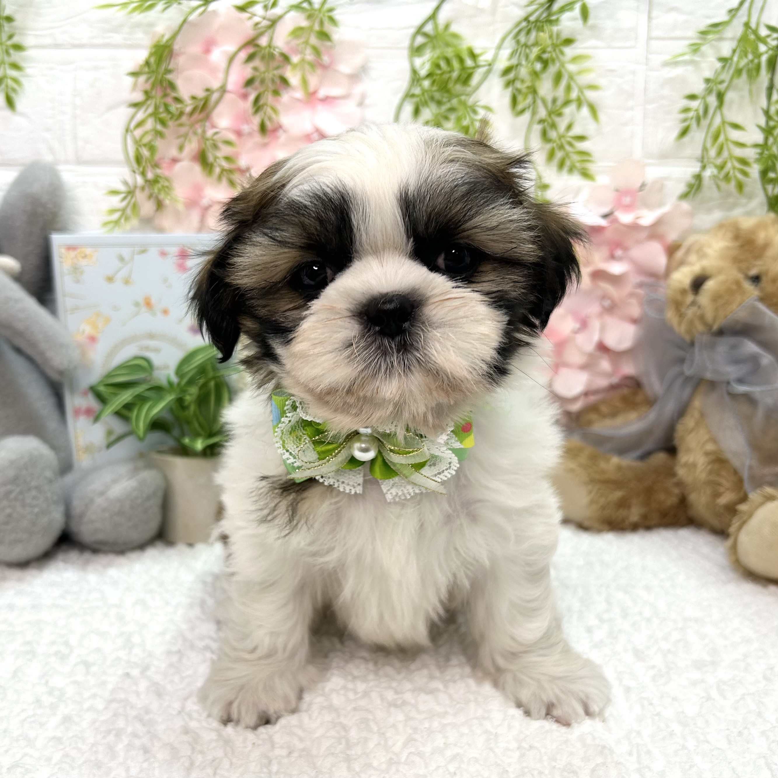 大阪府のシーズー (ペッツワン東大阪店/2026年4月15日生まれ/男の子/ゴールドホワイト)の子犬