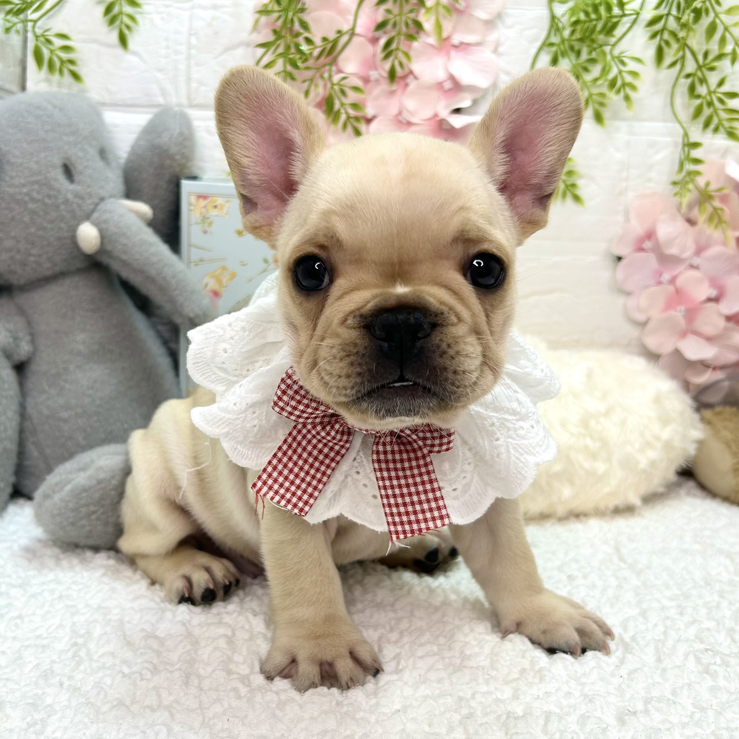 大阪府のフレンチブルドッグ (ペッツワン東大阪店/2026年4月14日生まれ/女の子/クリーム)の子犬