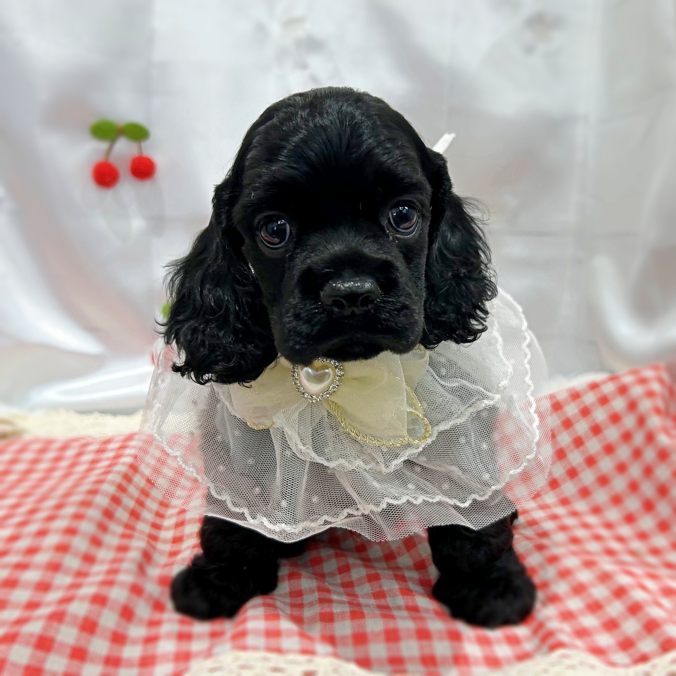 アメリカンコッカースパニエル(ブラック(黒)系)の子犬を価格や特徴で