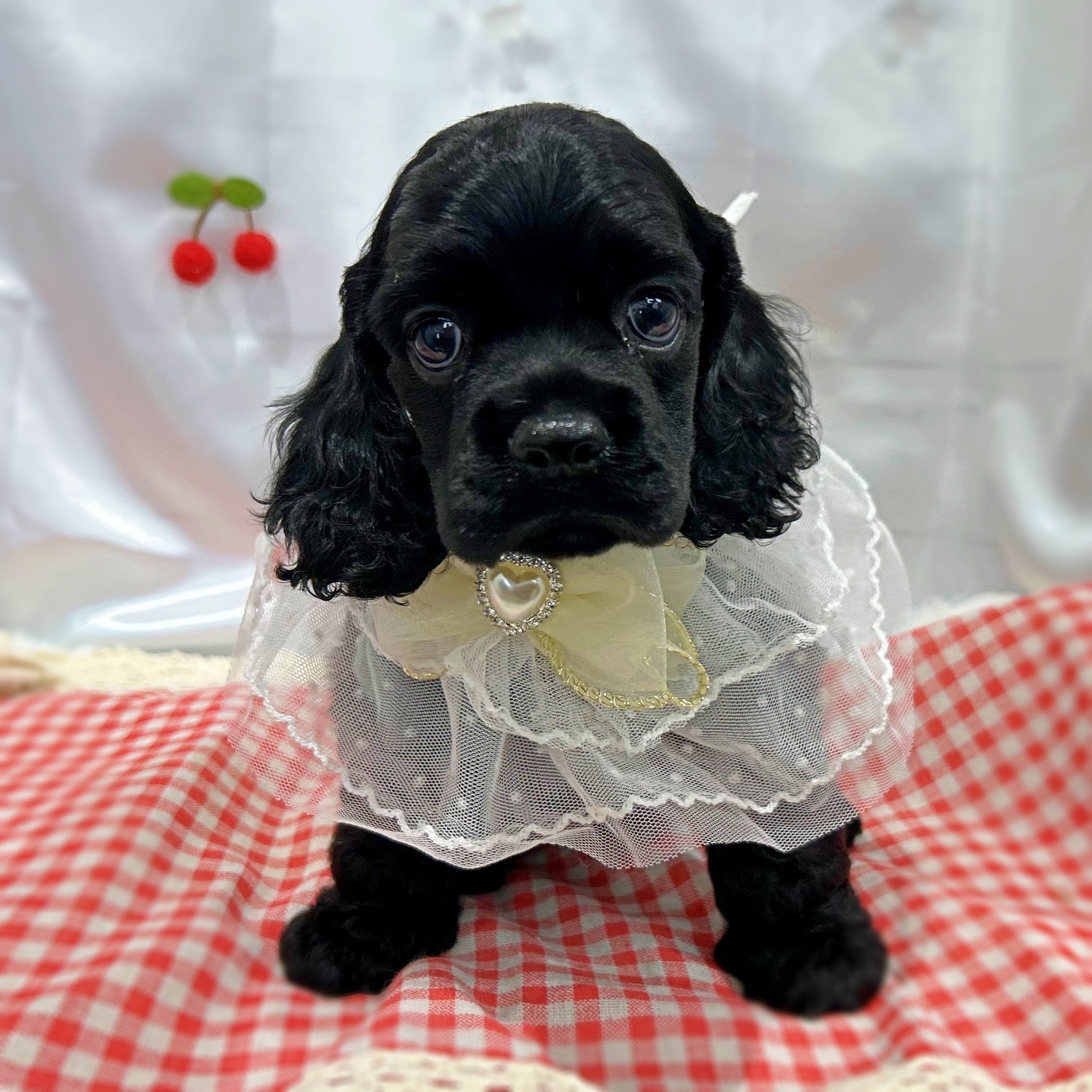 アメリカンコッカースパニエル(ブラック(黒)系)の子犬を価格や特徴で