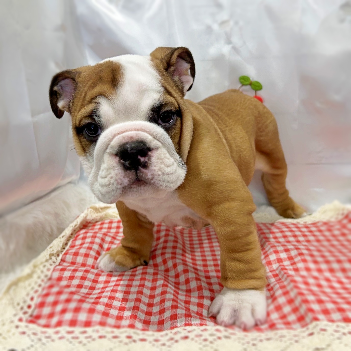 滋賀県のブルドッグ (ペッツワン堅田店/2026年4月13日生まれ/男の子/レッドホワイト)の子犬の3枚目の画像