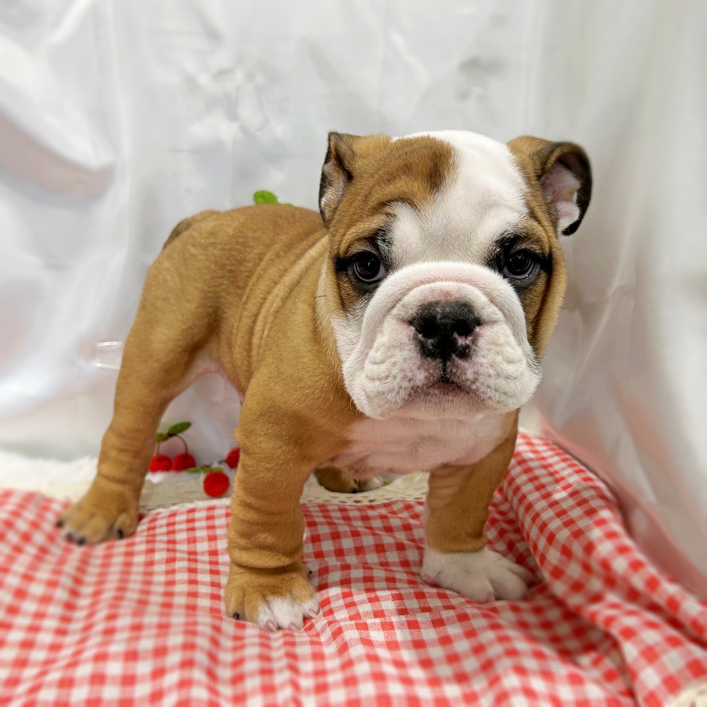 滋賀県のブルドッグ (ペッツワン堅田店/2026年4月13日生まれ/男の子/レッドホワイト)の子犬の2枚目の画像