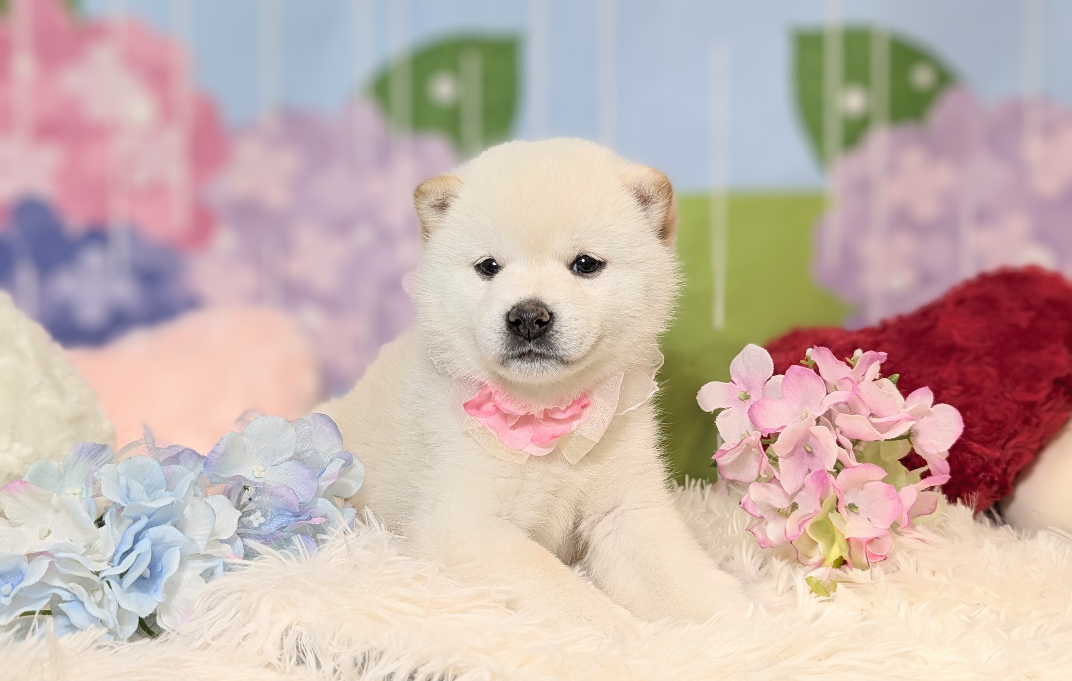 兵庫県の柴犬(標準サイズ) (ペッツワン神戸西神南店/2026年4月12日生まれ/女の子/白)の子犬の3枚目の画像