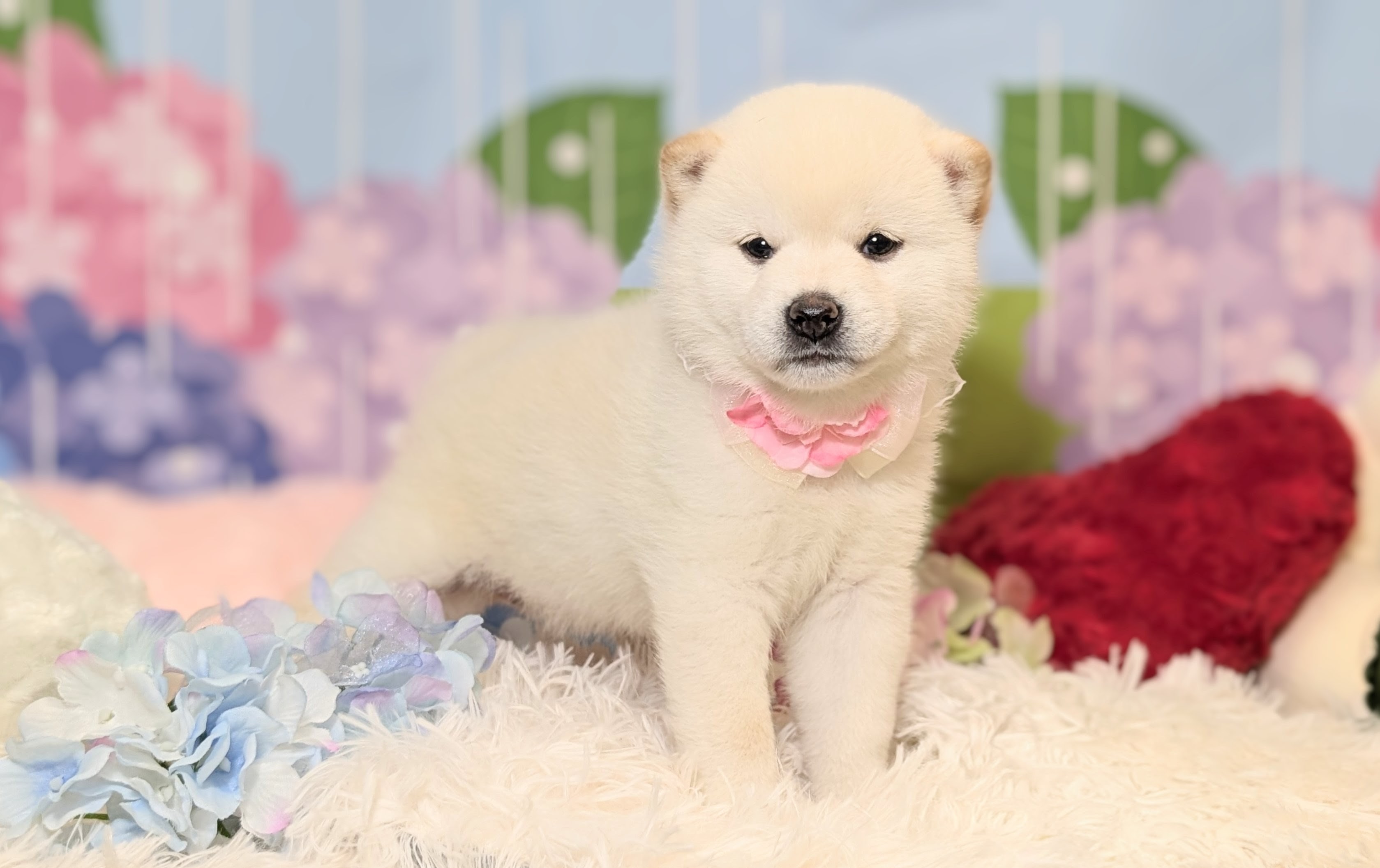 兵庫県の柴犬(標準サイズ) (ペッツワン神戸西神南店/2026年4月12日生まれ/女の子/白)の子犬の1枚目の画像