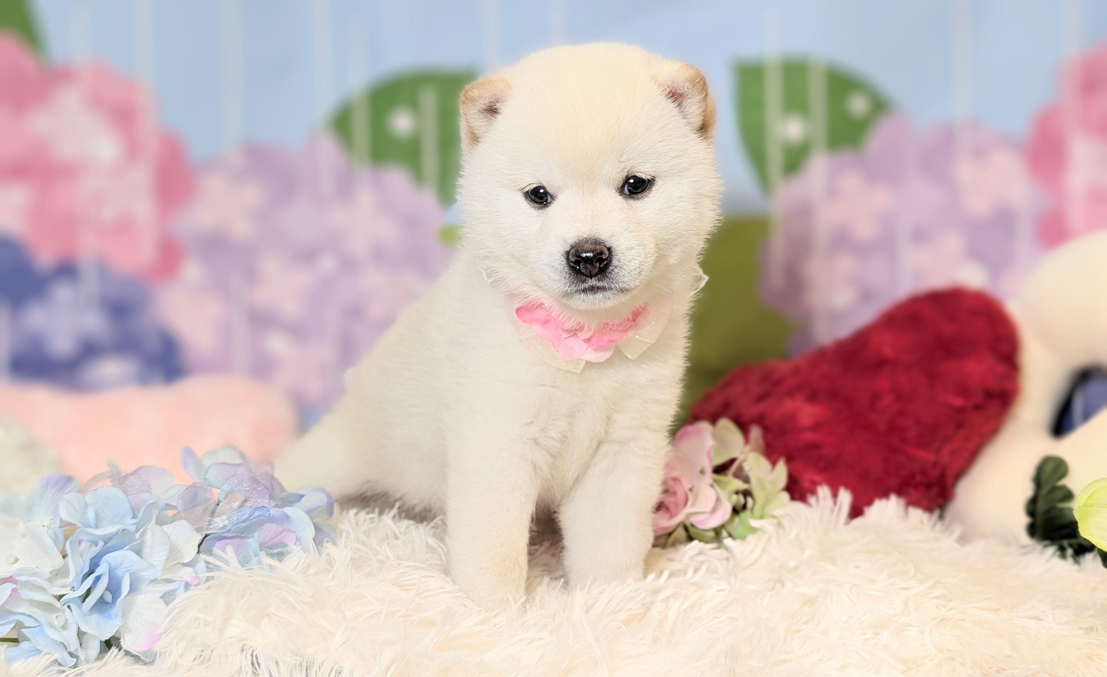 兵庫県の柴犬(標準サイズ) (ペッツワン神戸西神南店/2026年4月12日生まれ/女の子/白)の子犬の2枚目の画像