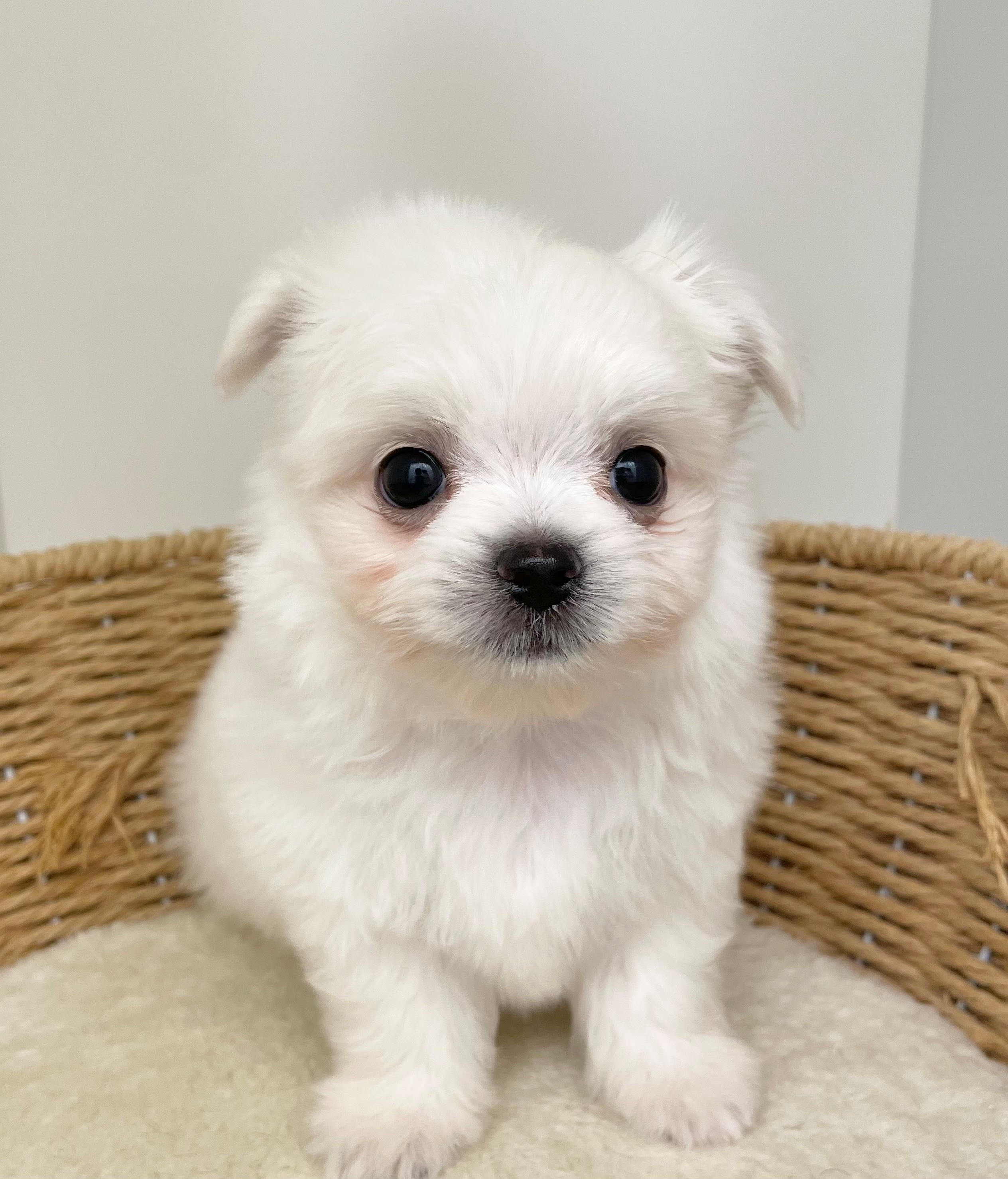 岐阜県のハーフ犬・ミックス犬 (ペッツワン可児店/2026年4月10日生まれ/男の子/クリームホワイト)の子犬の2枚目の画像