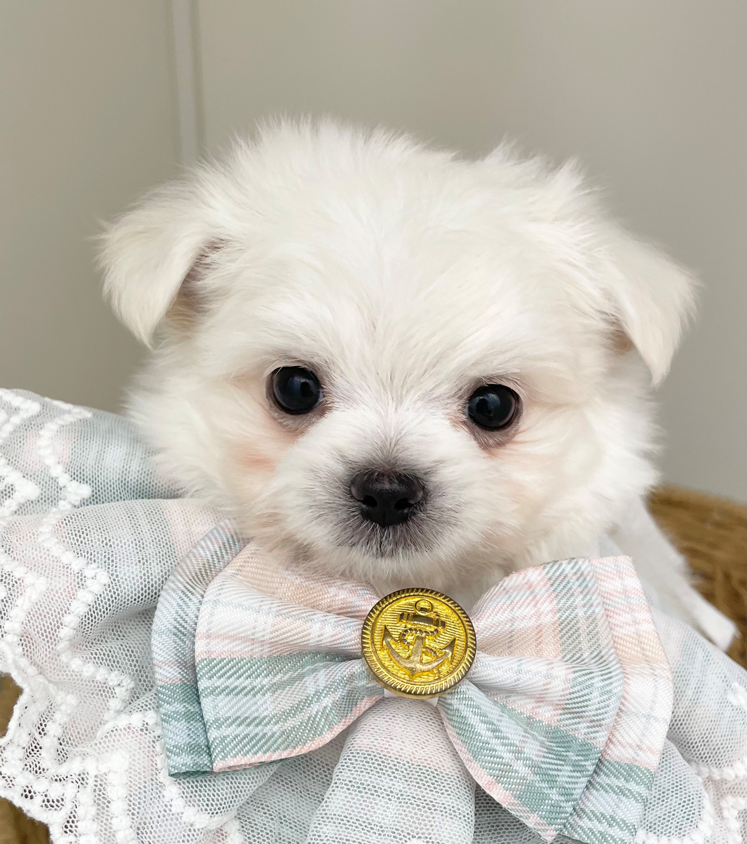 岐阜県のハーフ犬・ミックス犬 (ペッツワン可児店/2026年4月10日生まれ/男の子/クリームホワイト)の子犬の1枚目の画像