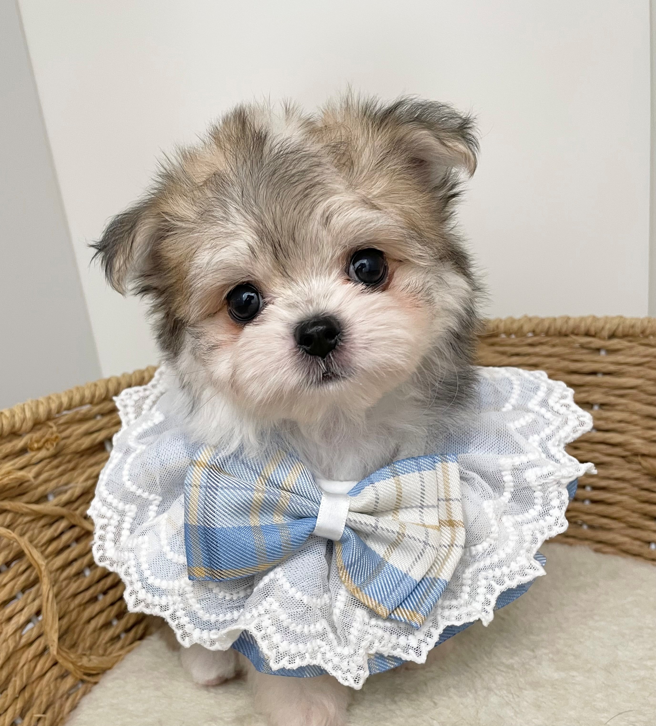岐阜県のハーフ犬・ミックス犬 (ペッツワン可児店/2026年4月10日生まれ/男の子/フォーンホワイト)の子犬の1枚目の画像