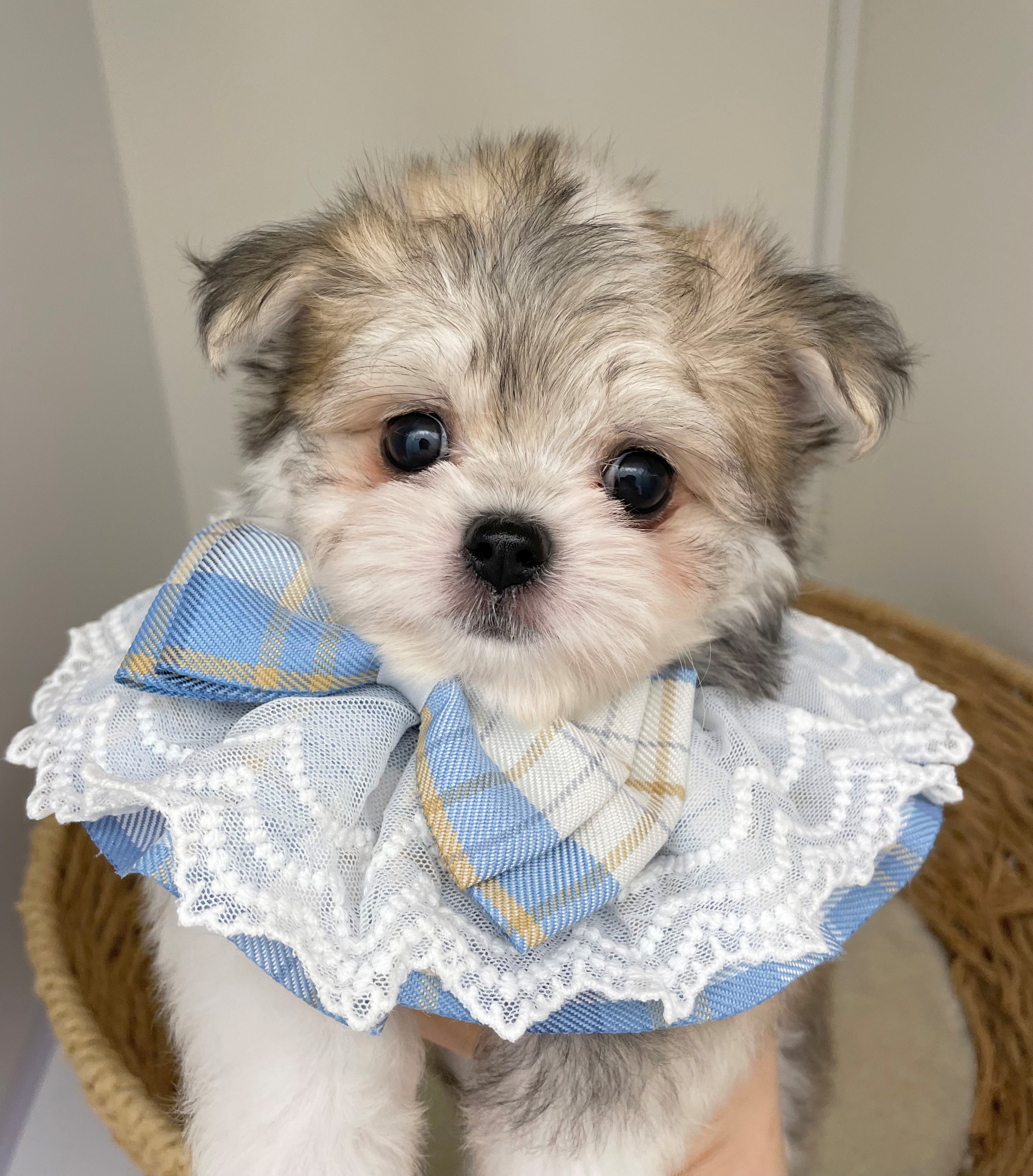 岐阜県のハーフ犬・ミックス犬 (ペッツワン可児店/2026年4月10日生まれ/男の子/フォーンホワイト)の子犬の2枚目の画像