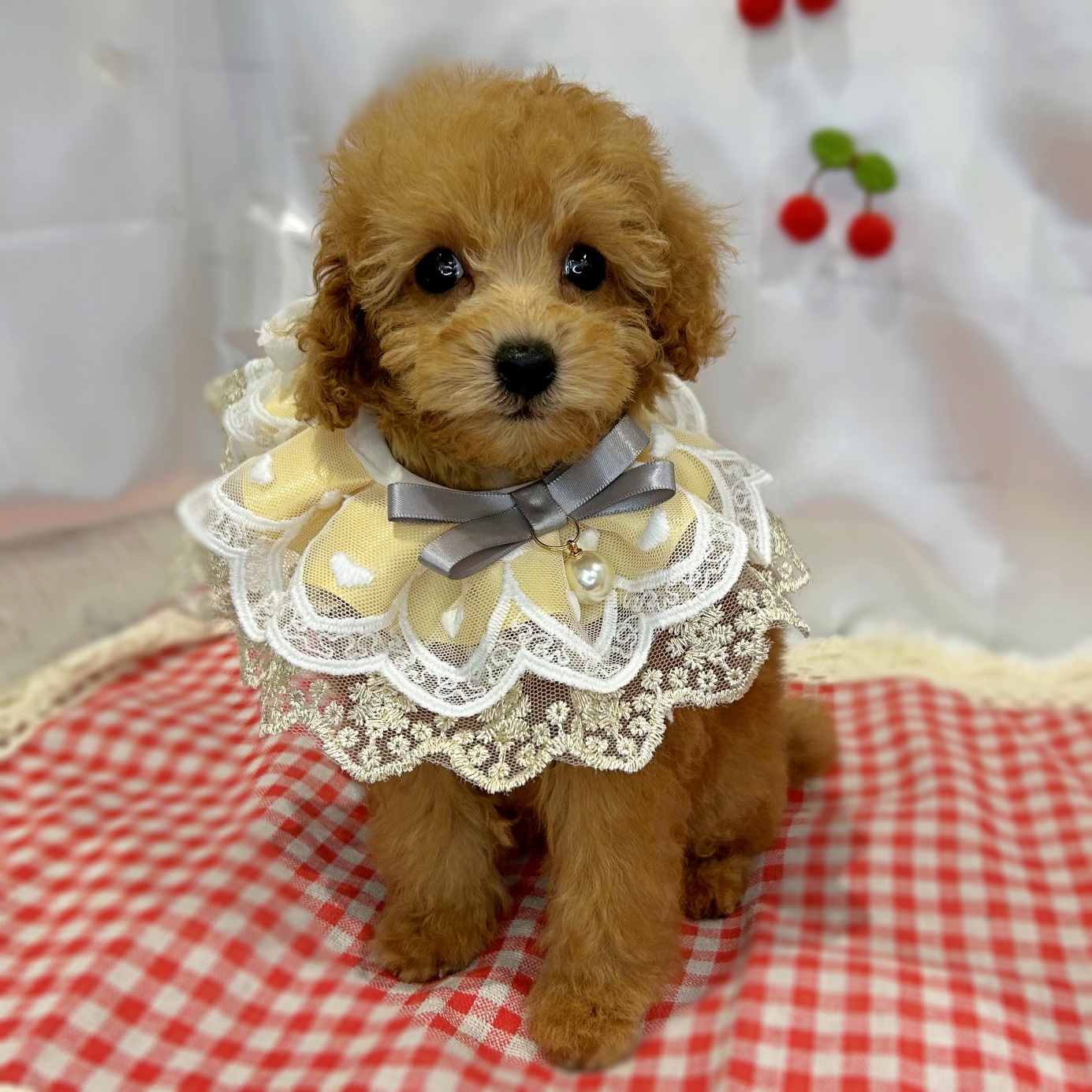 滋賀県のトイプードル(トイ) (ペッツワン堅田店/2026年4月16日生まれ/女の子/オレンジ)の子犬の1枚目の画像