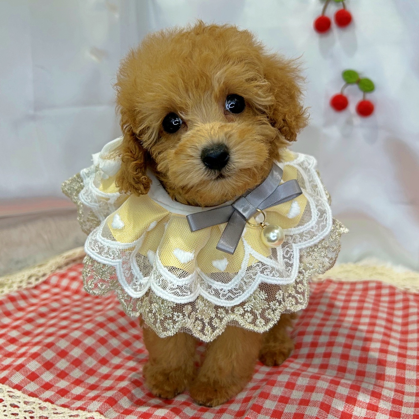 滋賀県のトイプードル(トイ) (ペッツワン堅田店/2026年4月16日生まれ/女の子/オレンジ)の子犬の2枚目の画像