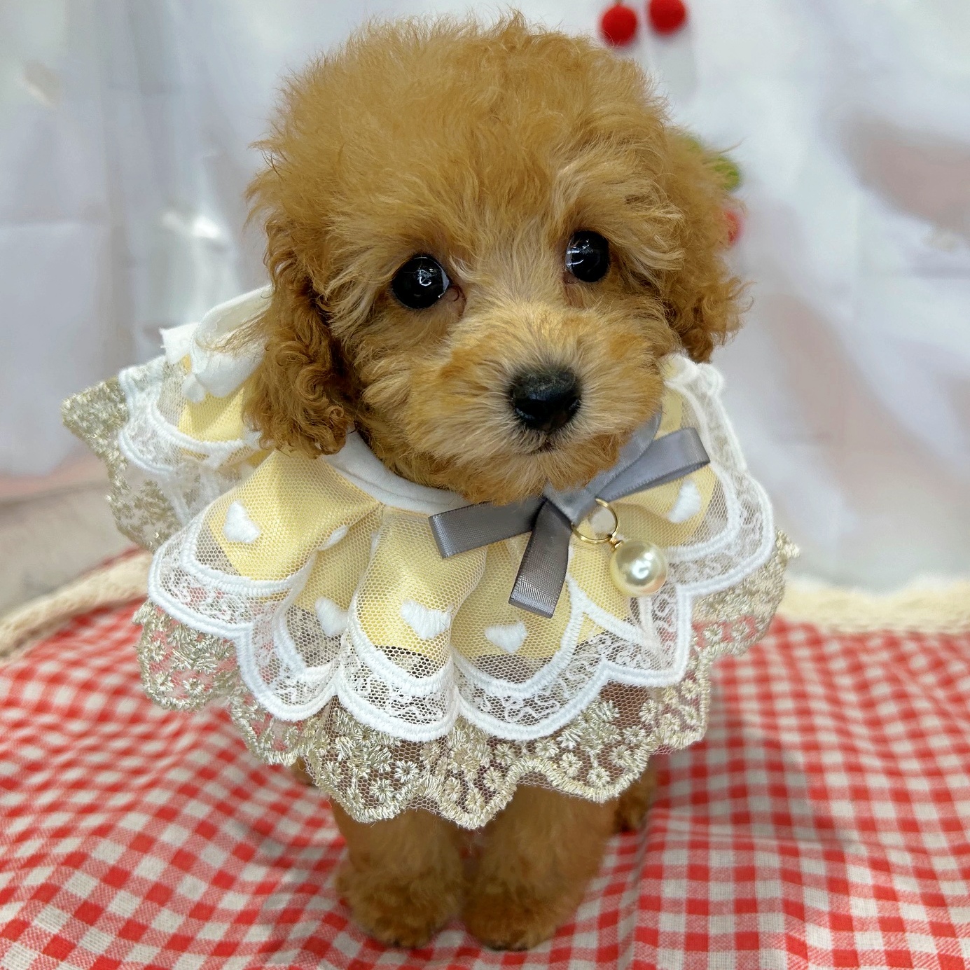 滋賀県のトイプードル(トイ) (ペッツワン堅田店/2026年4月16日生まれ/女の子/オレンジ)の子犬の3枚目の画像
