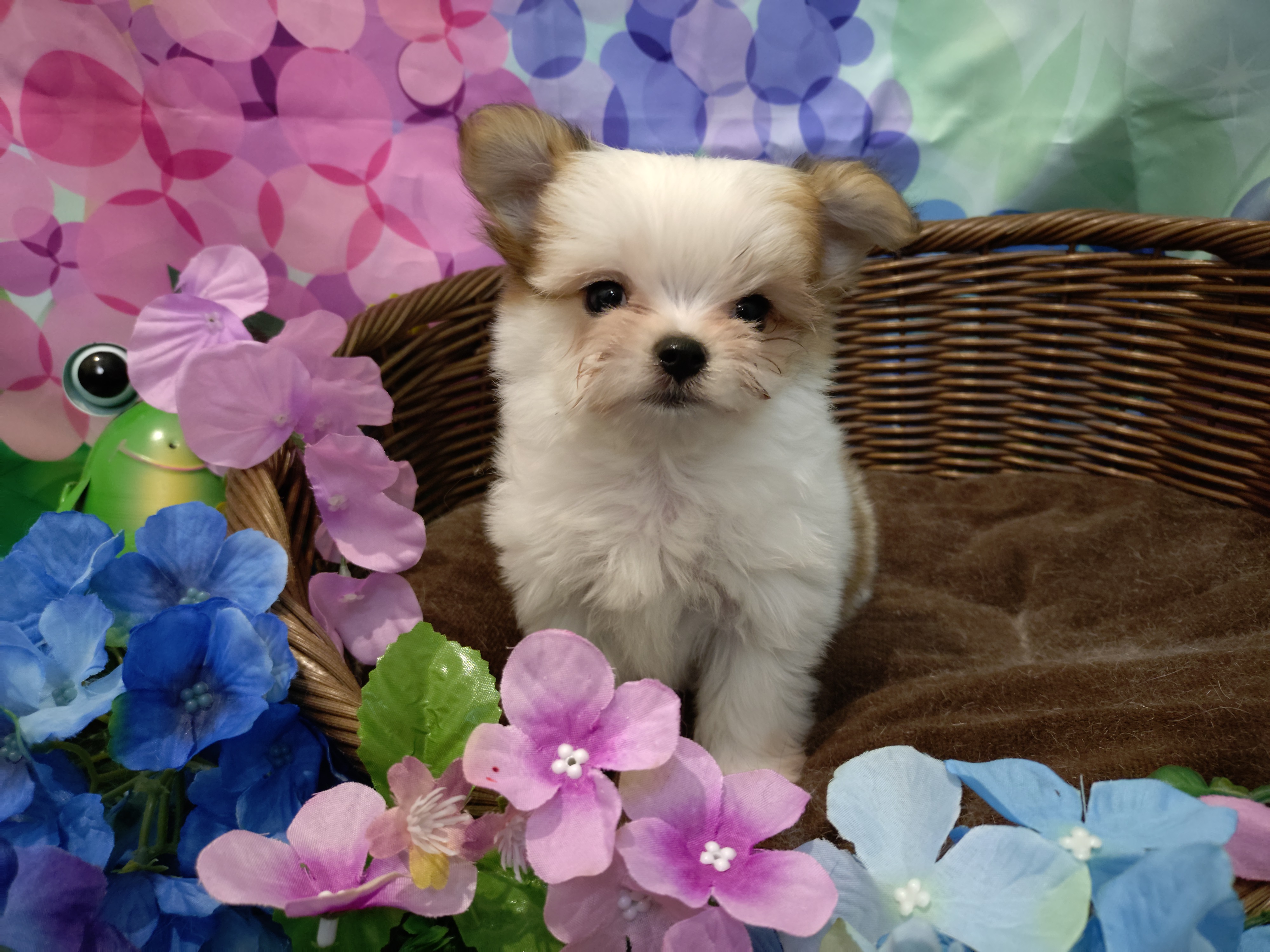 岐阜県のハーフ犬・ミックス犬 (ペッツワン関店/2026年4月16日生まれ/男の子/フォーンホワイト)の子犬