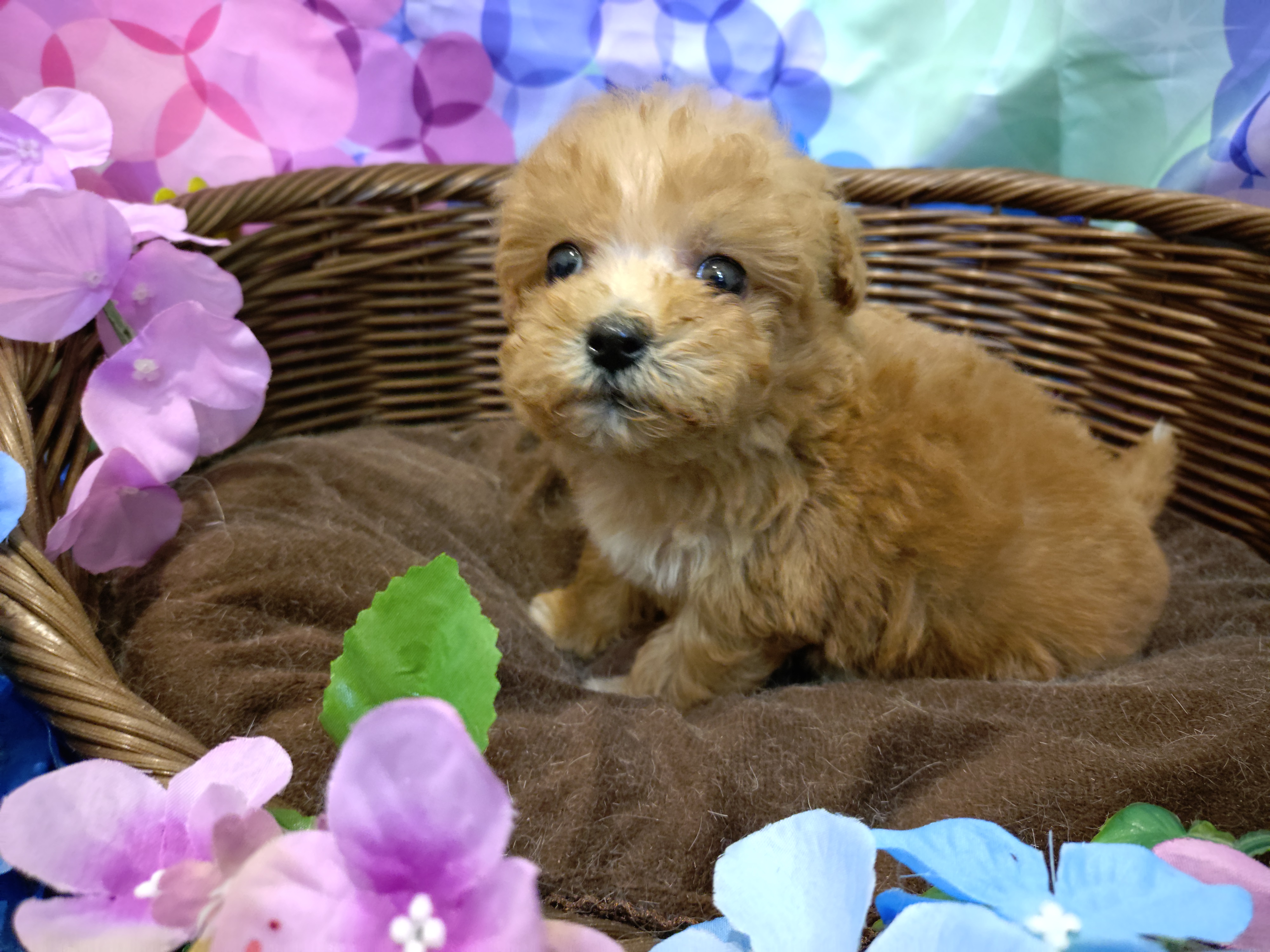 岐阜県のハーフ犬・ミックス犬 (ペッツワン関店/2026年4月19日生まれ/女の子/レッド)の子犬